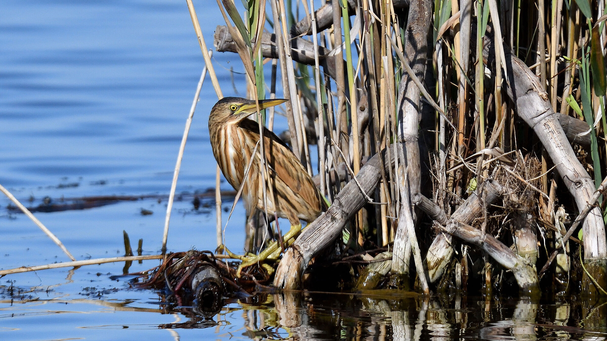 Little bittern