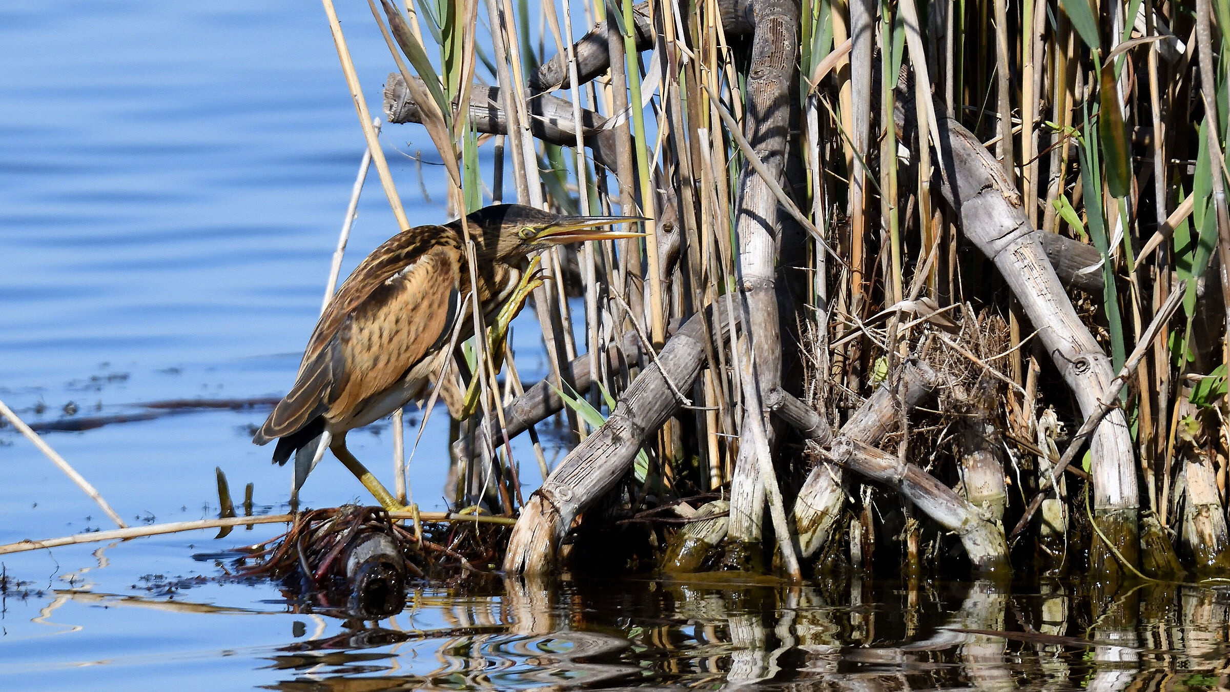 Little bittern