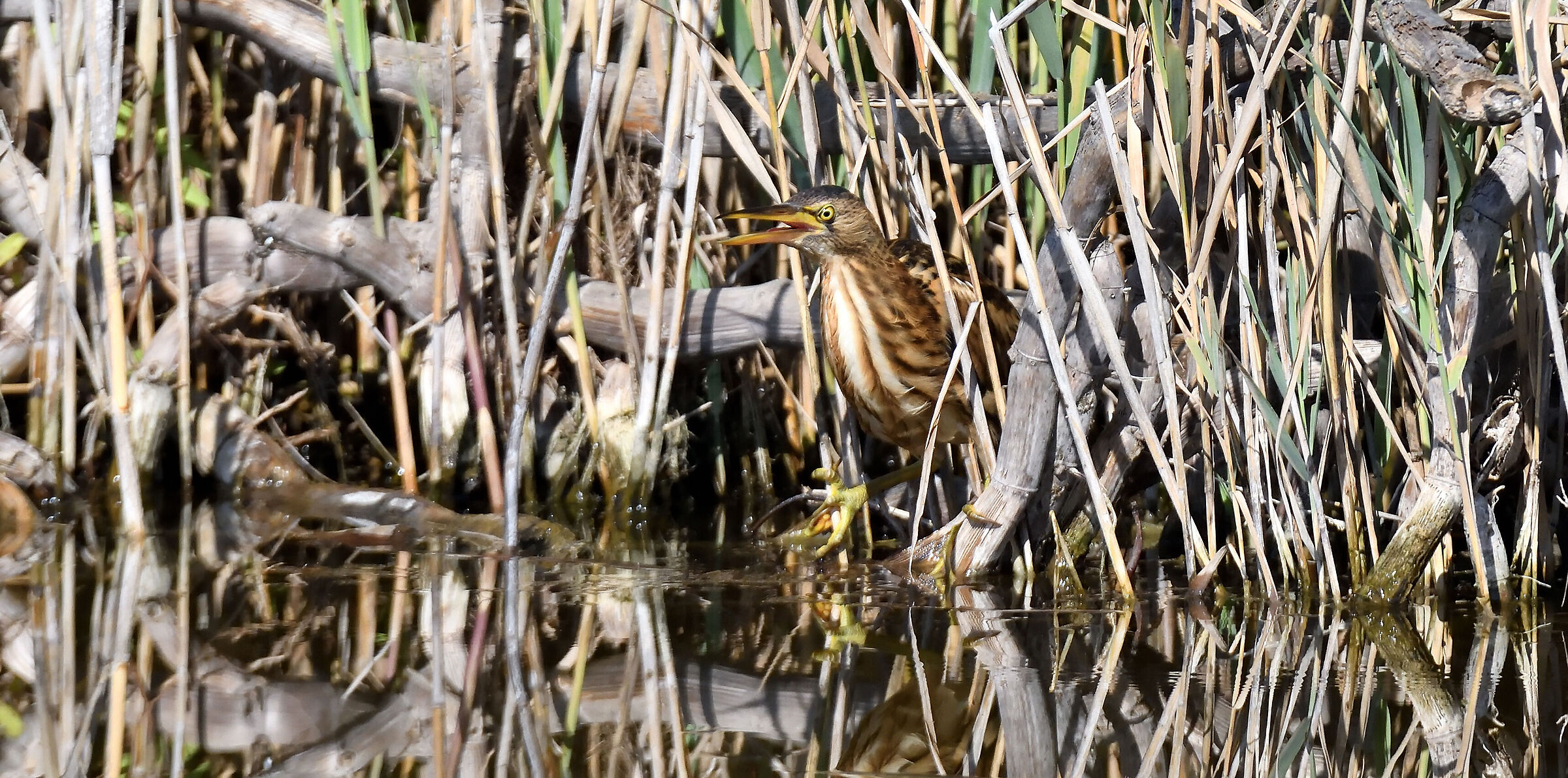 Little bittern