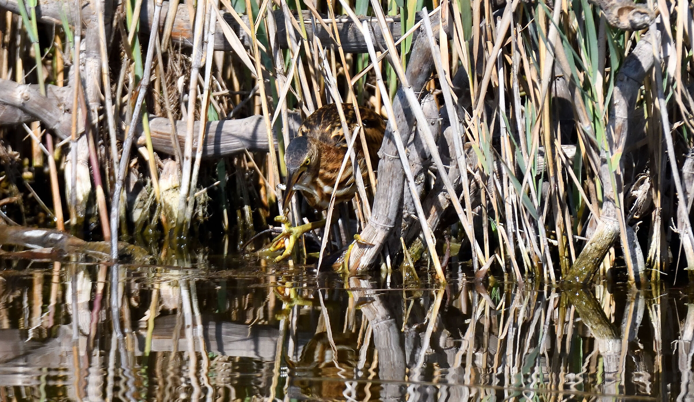 Little bittern