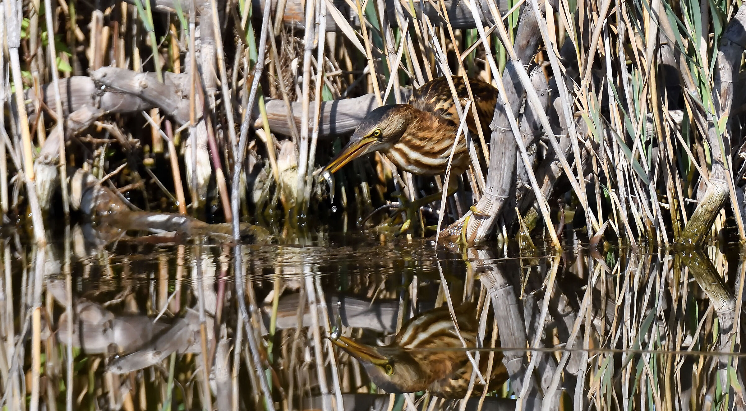 Little bittern