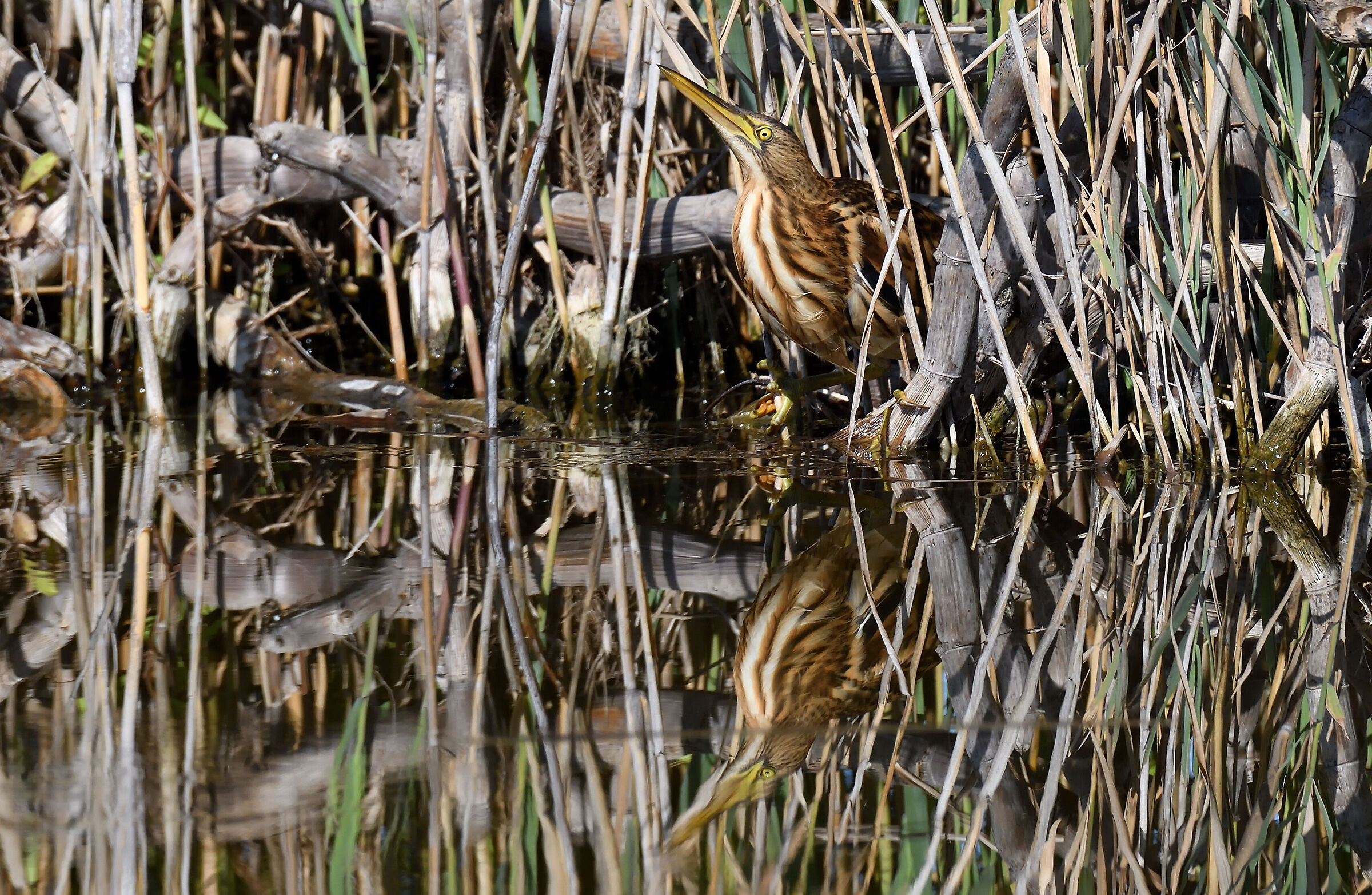 Little bittern