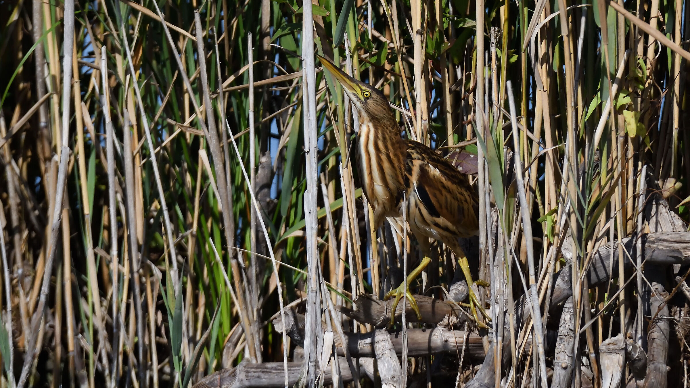 Little bittern