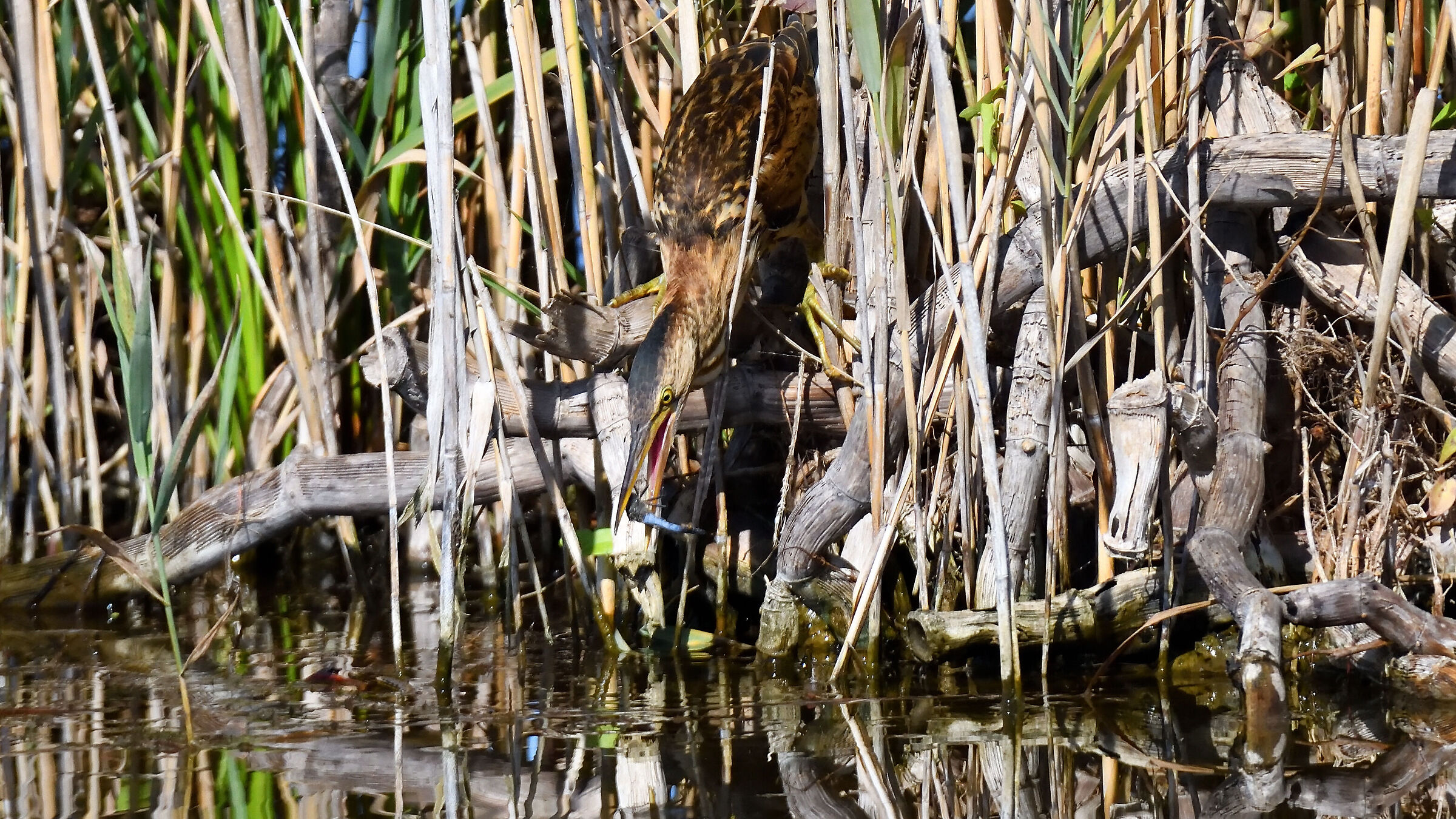 Little bittern