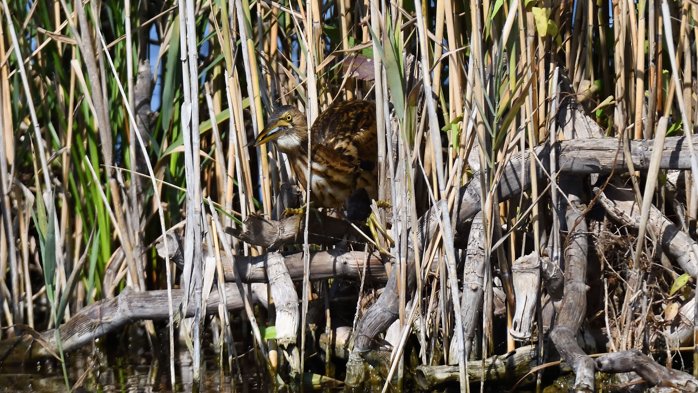 Little bittern