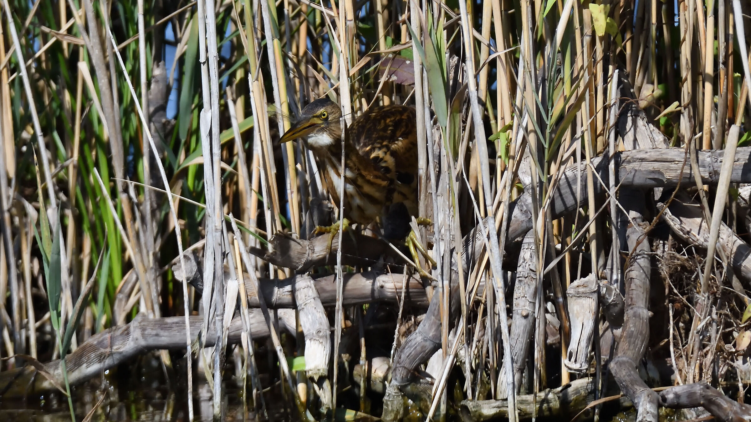 Little bittern
