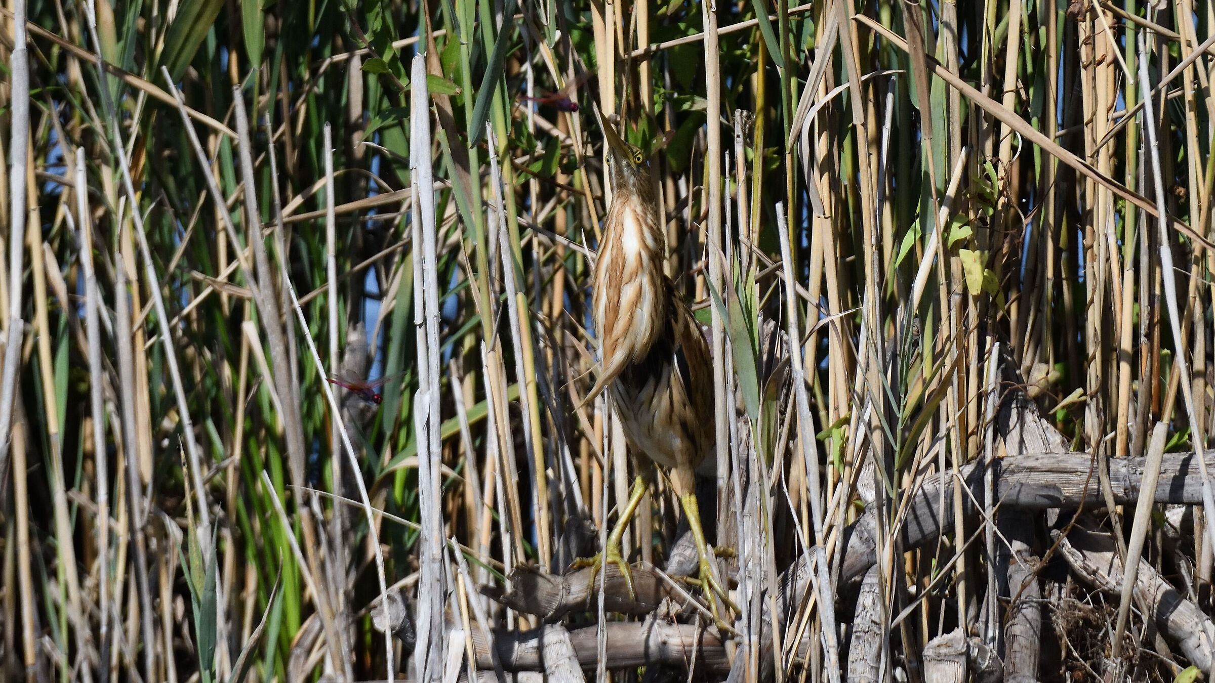 Little bittern