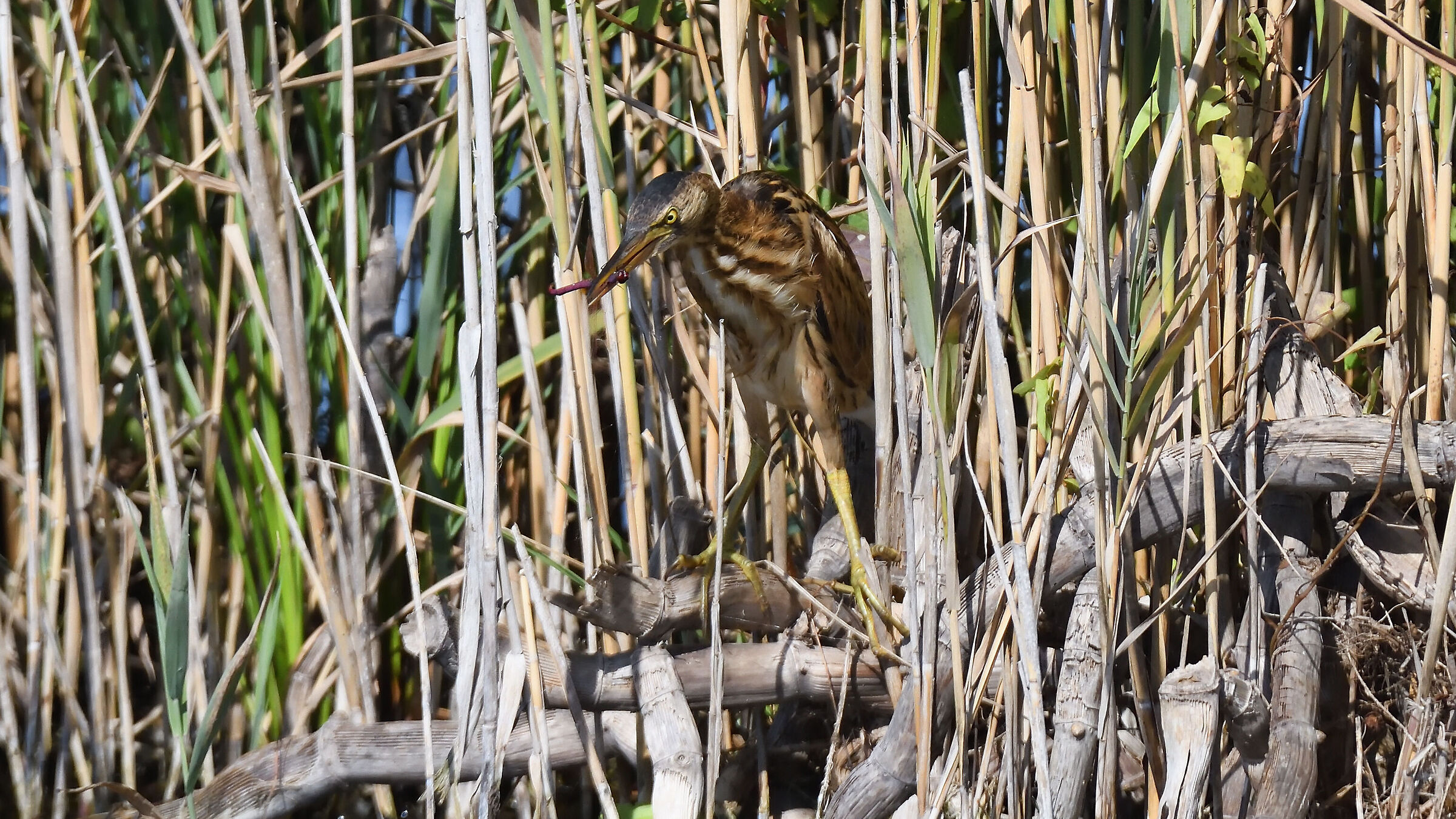 Little bittern