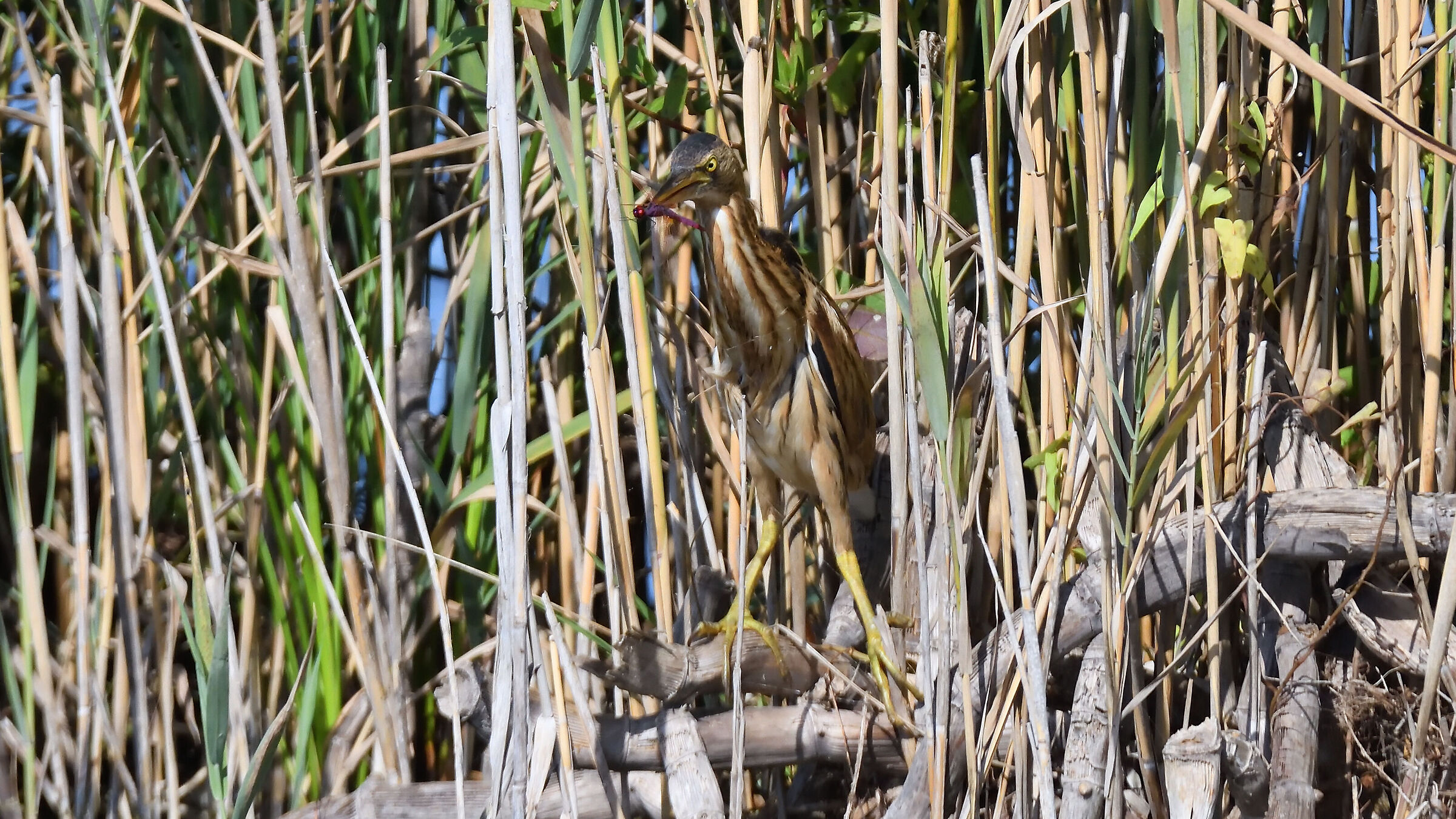 Little bittern