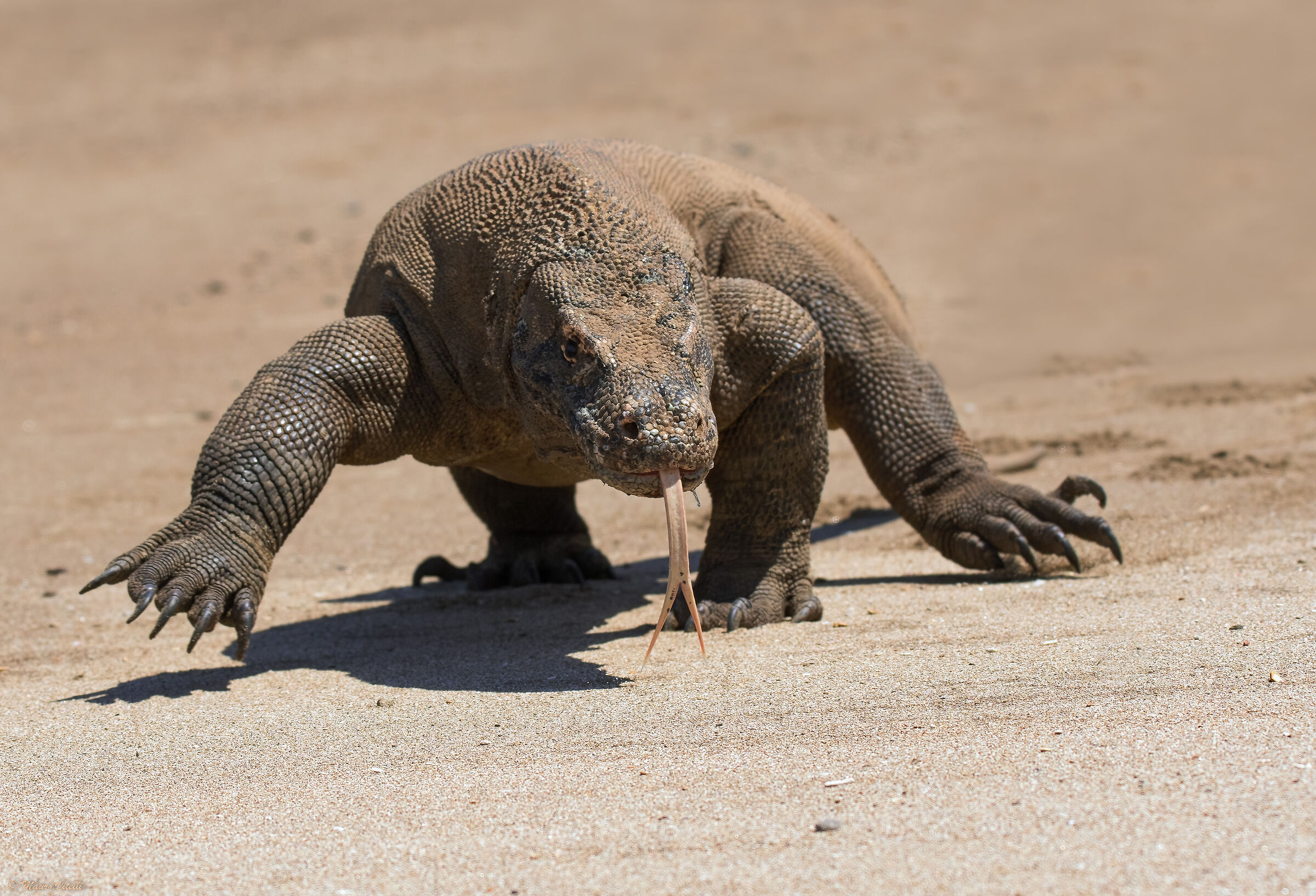 Drago di Komodo (Varanus komodoensis)
