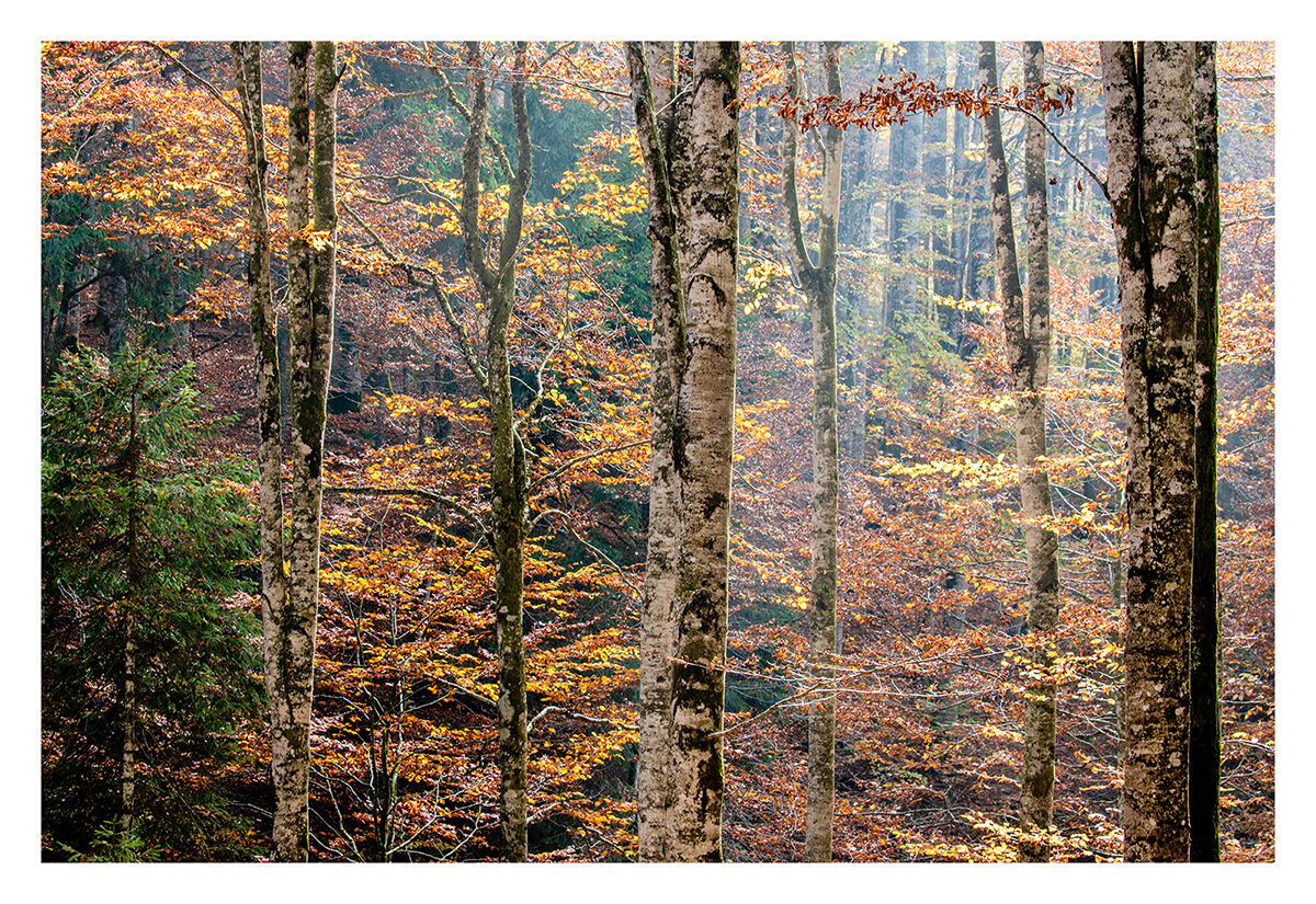 Cansiglio Forest