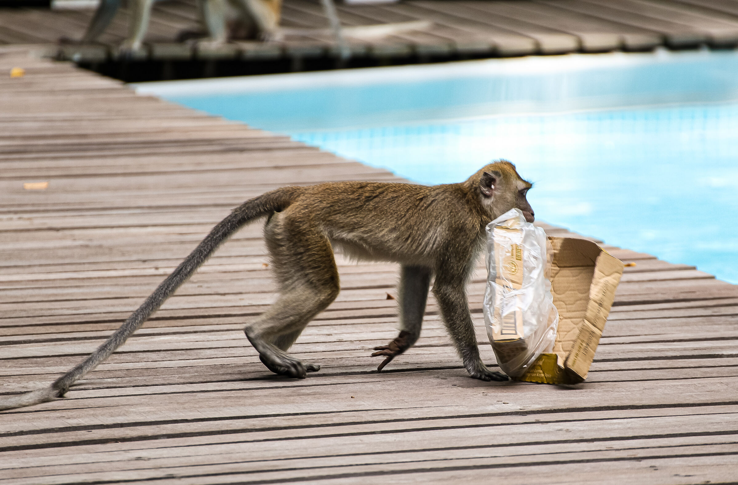 Macaque monkeys 5