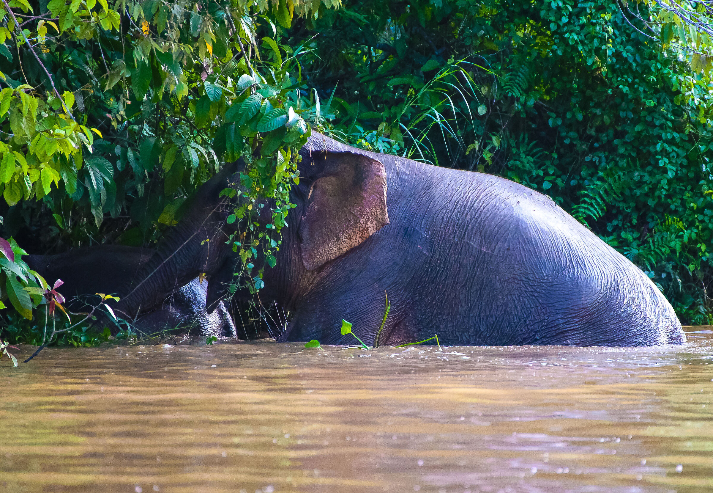 Borneo Pygmy Elephant 2