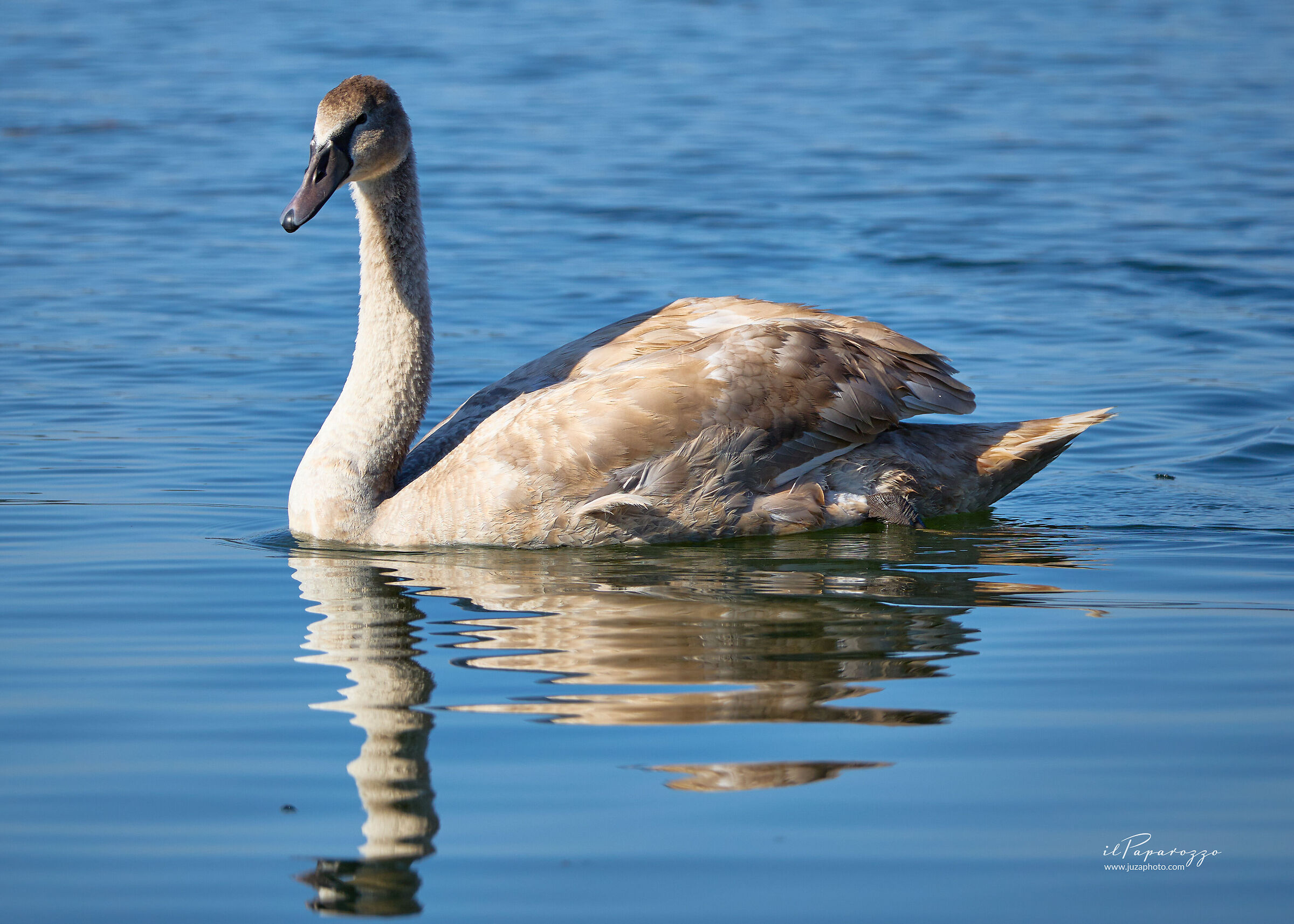 Giovane Cigno Bianco
