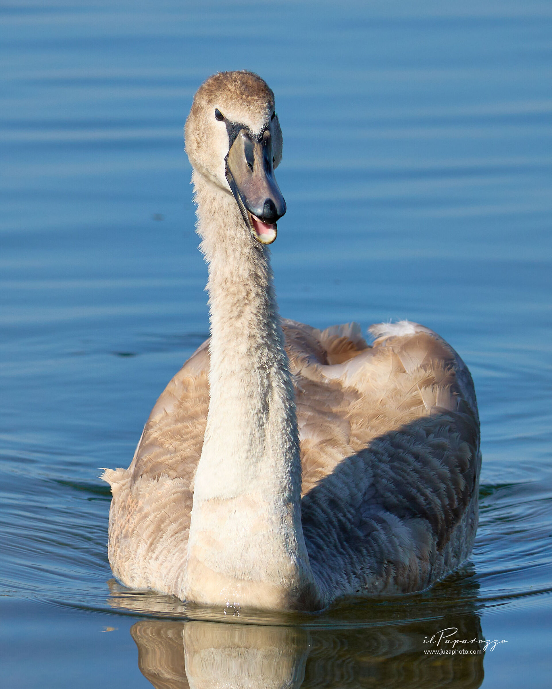 Giovane Cigno Bianco
