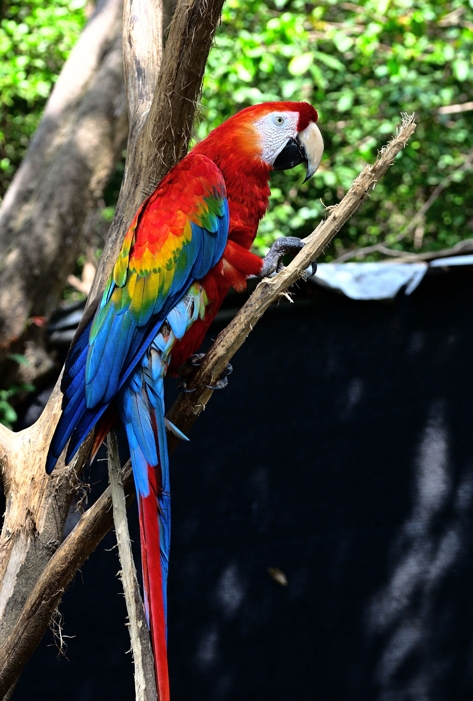 Macaw macaw