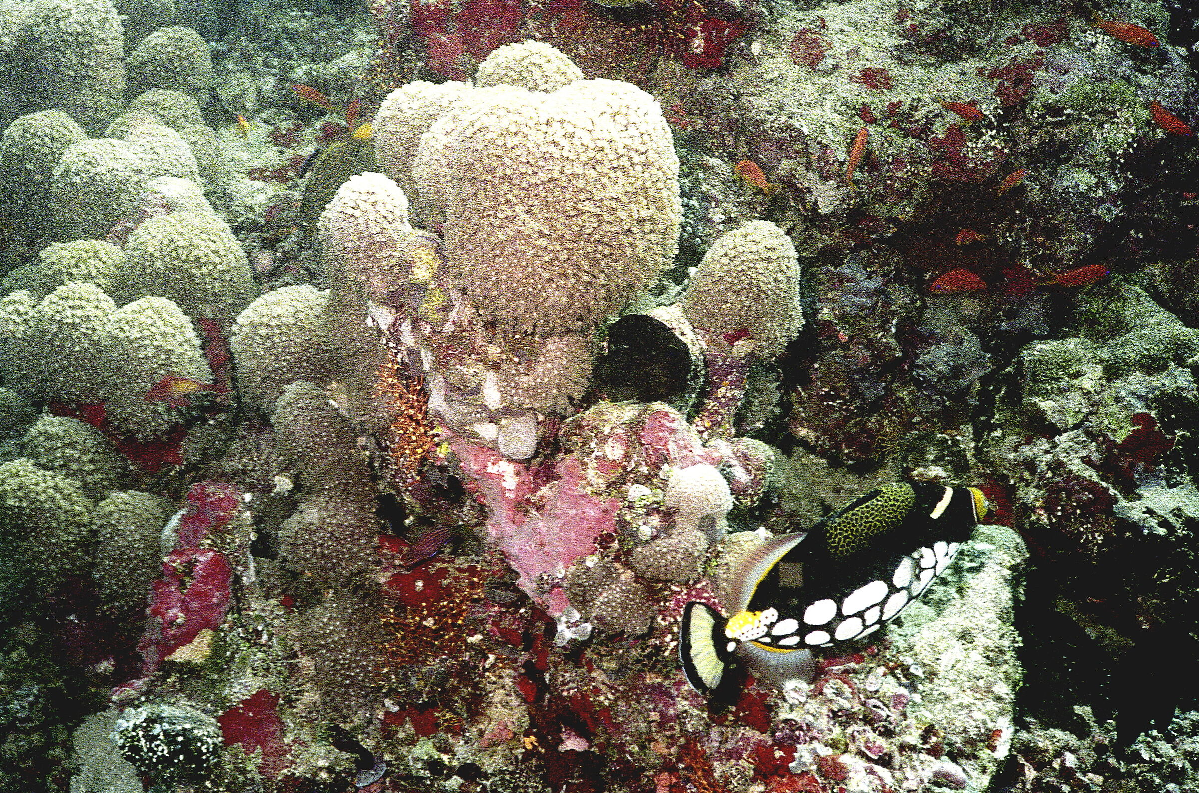 Maldives Clown Crossbow (Balistoides conspicillum)