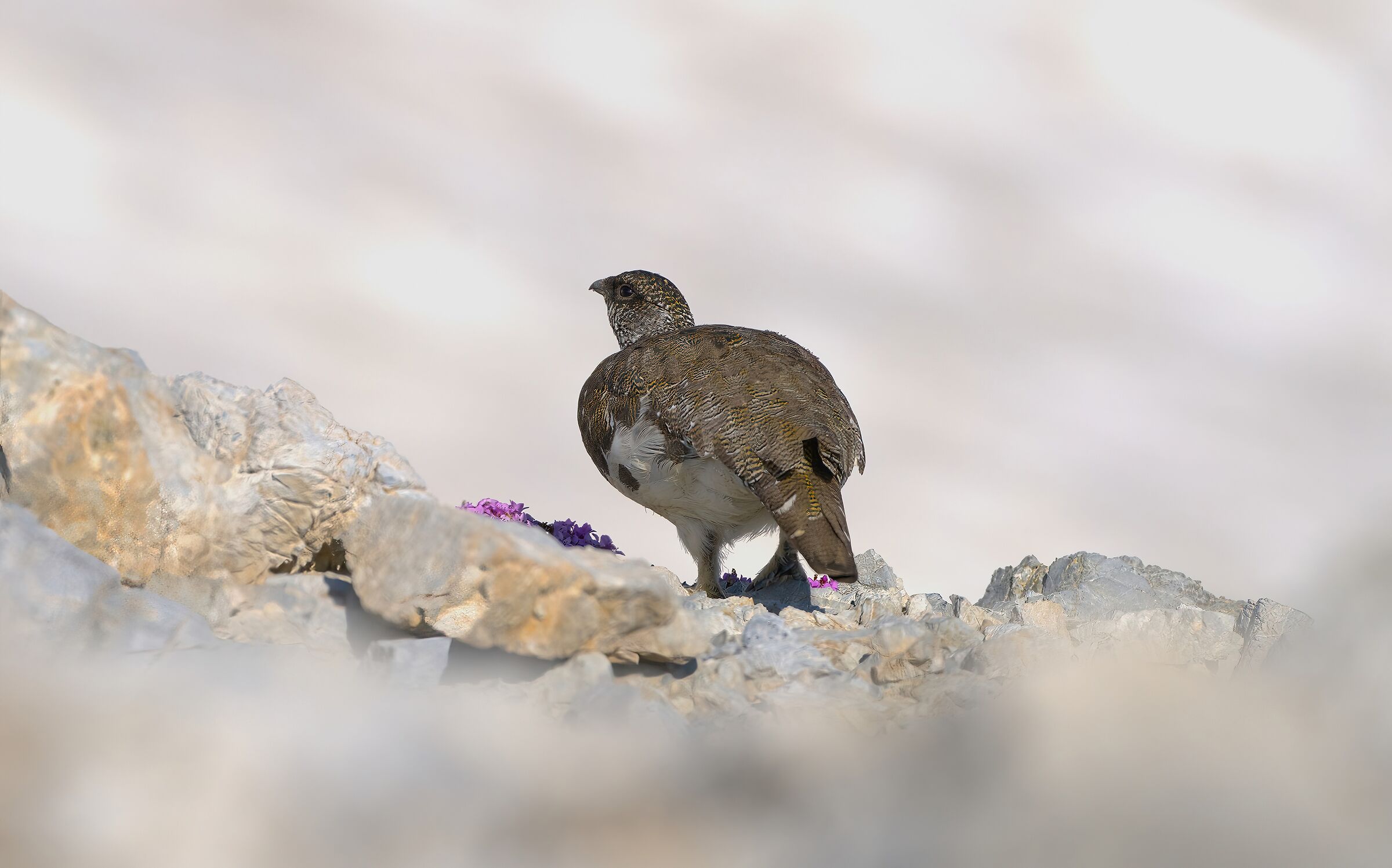 Variable ptarmigan, in summer dress