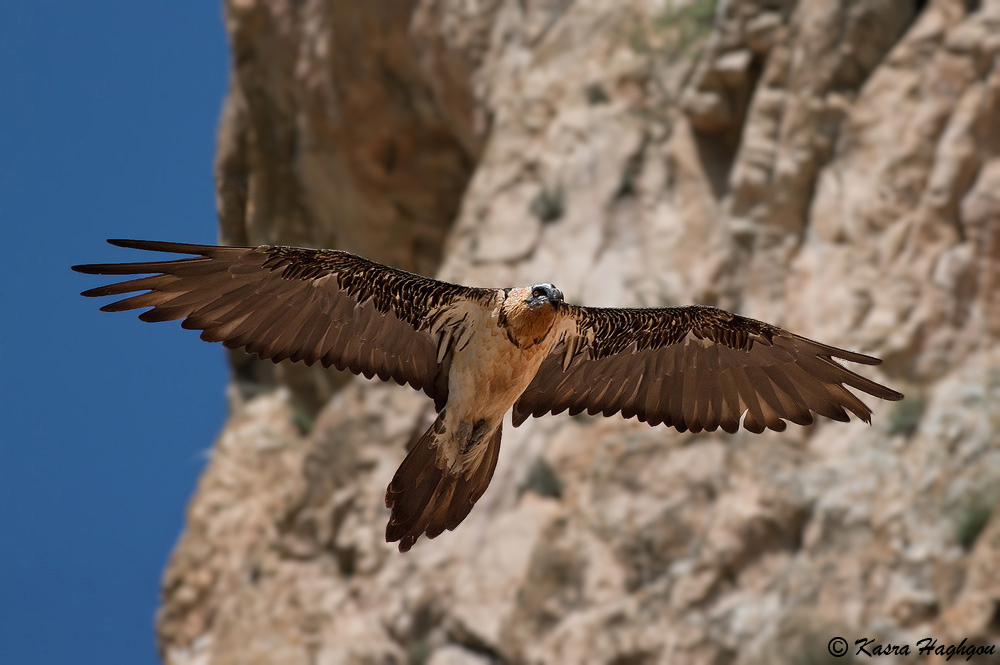 Bearded Vulture