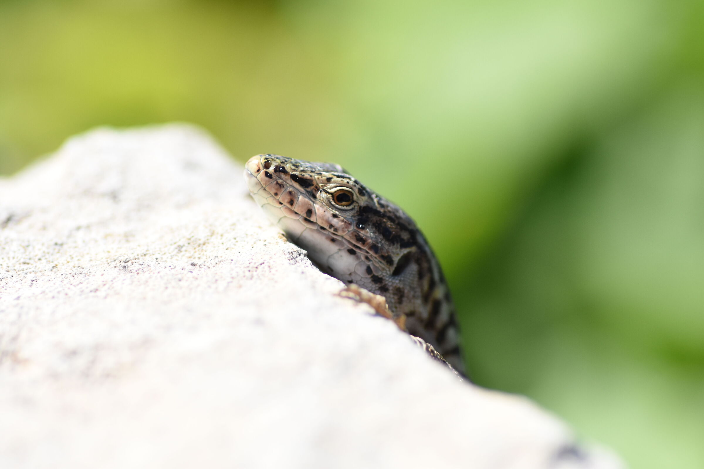 " 1/8 Thousand ", Tokina Atx-i F. 2.8 Macro- Nikon D 7200