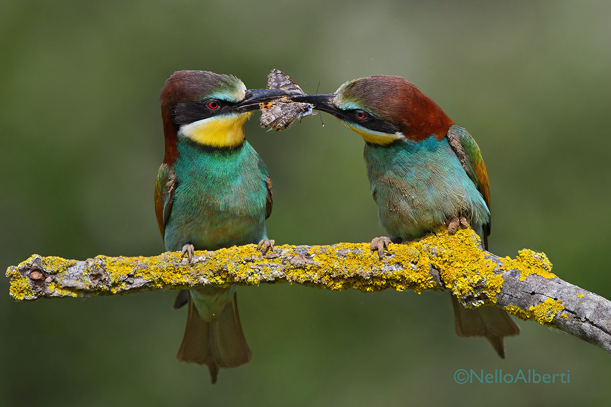 exchange of butterfly