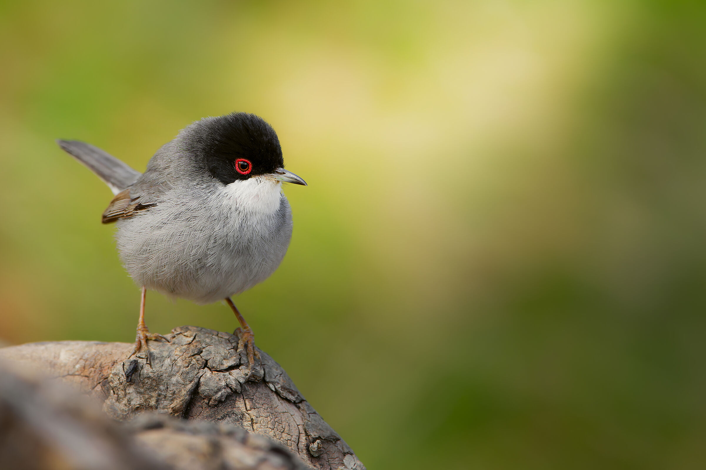 SARDINIAN WARBLER