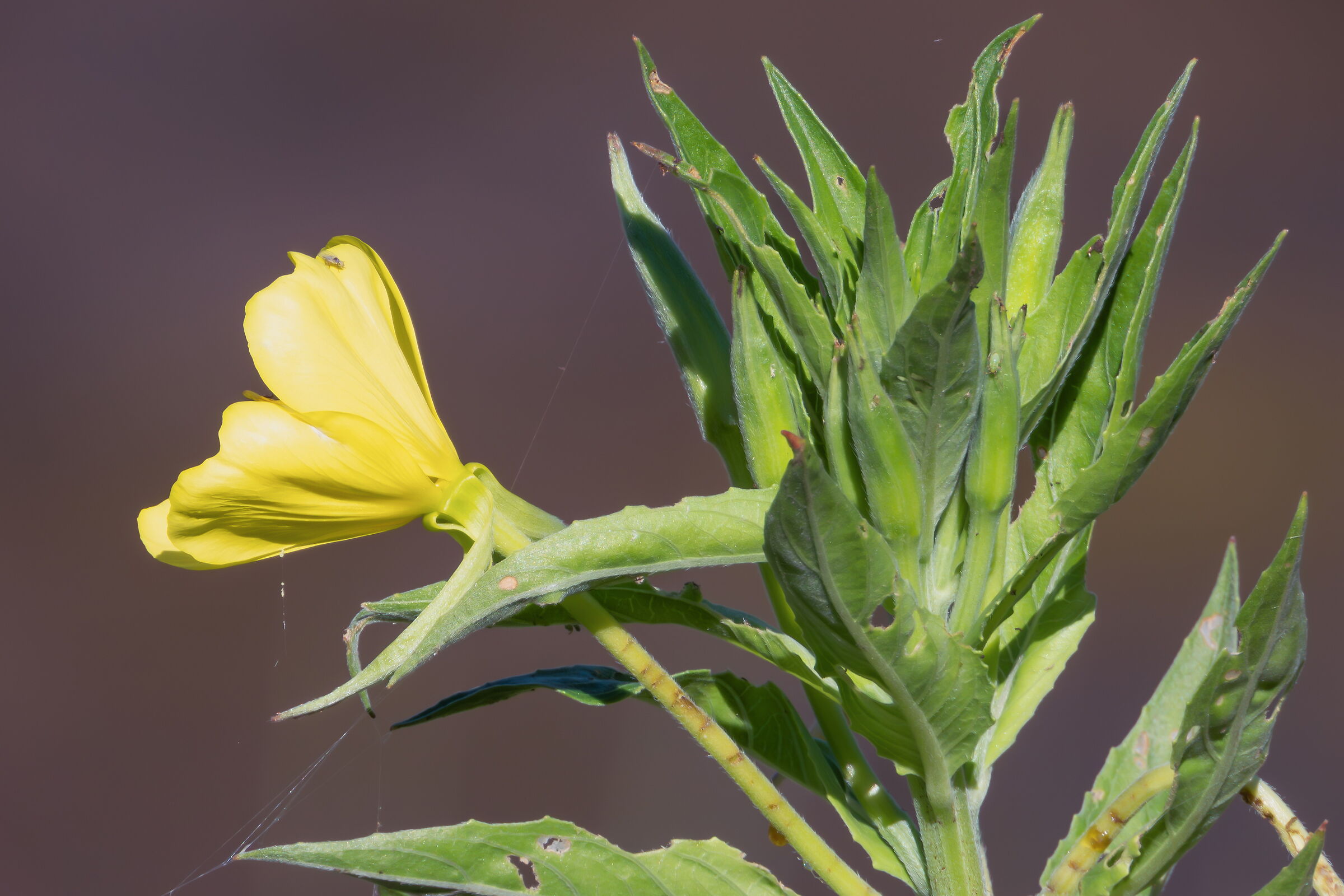 Common evening primrose