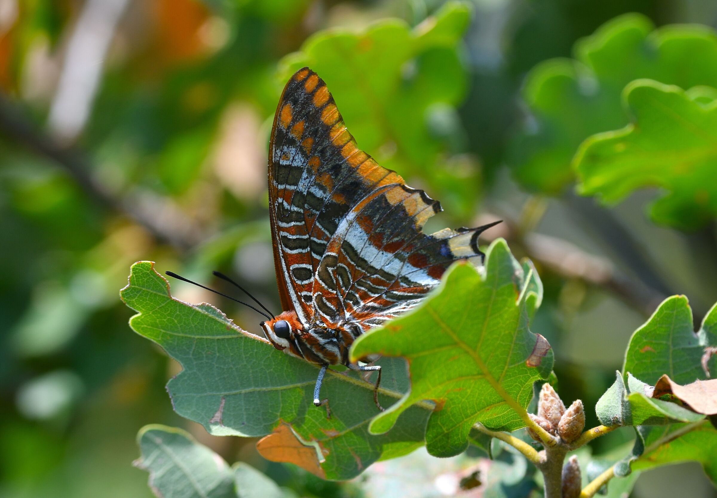 Nymph of the strawberry tree ... Out of office