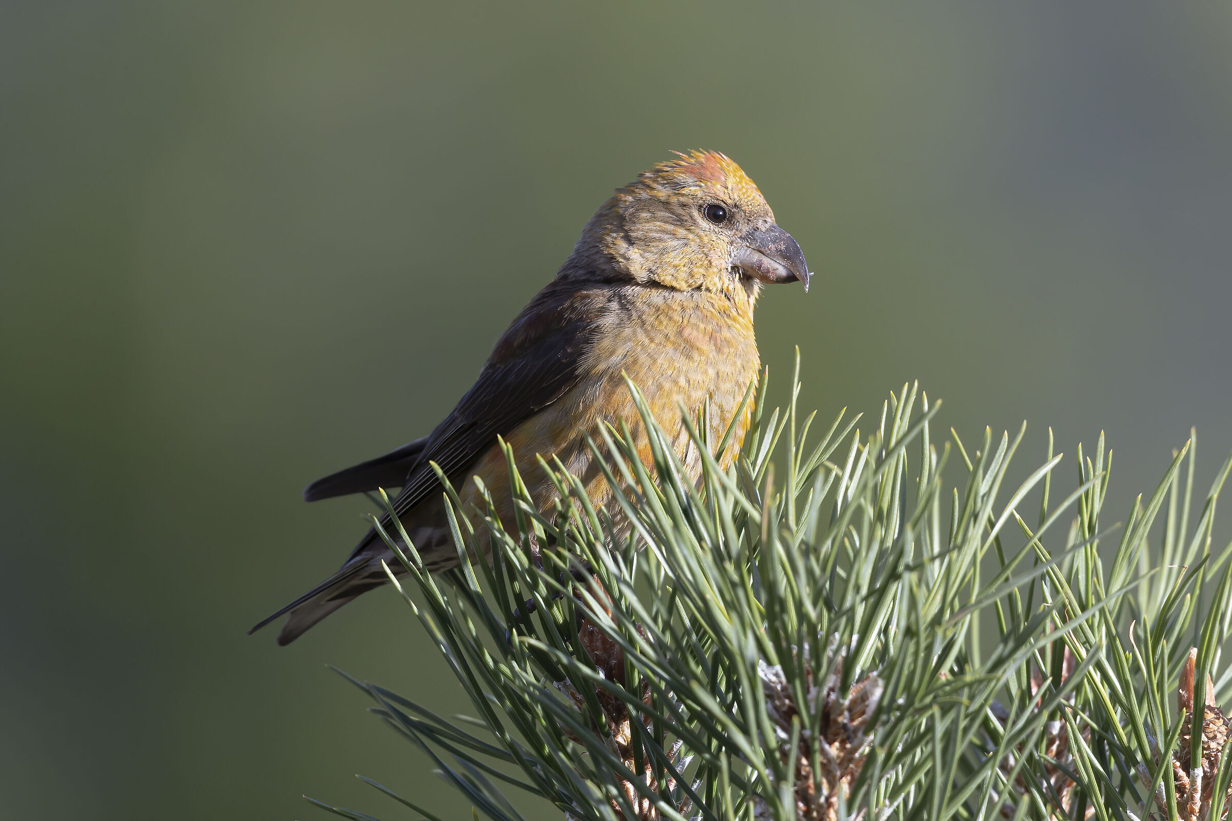 crociere giallo dal ciuffo rosso