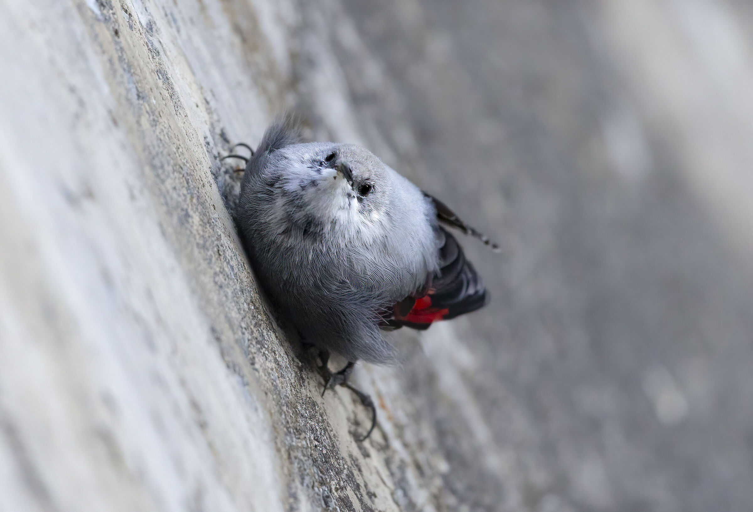 picchio muraiolo livrea autunnale