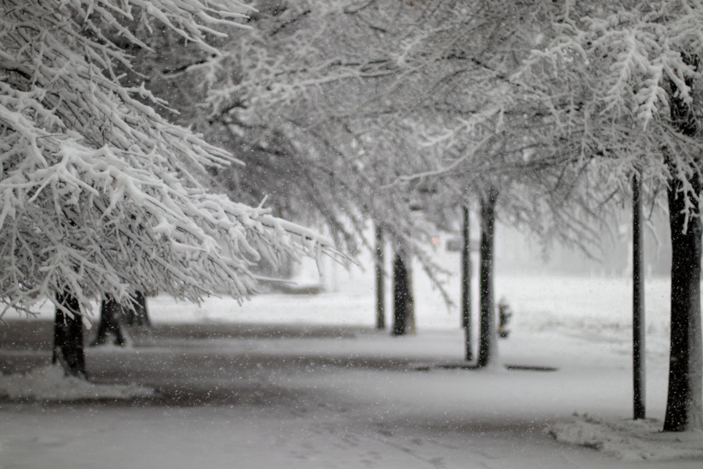 Neve