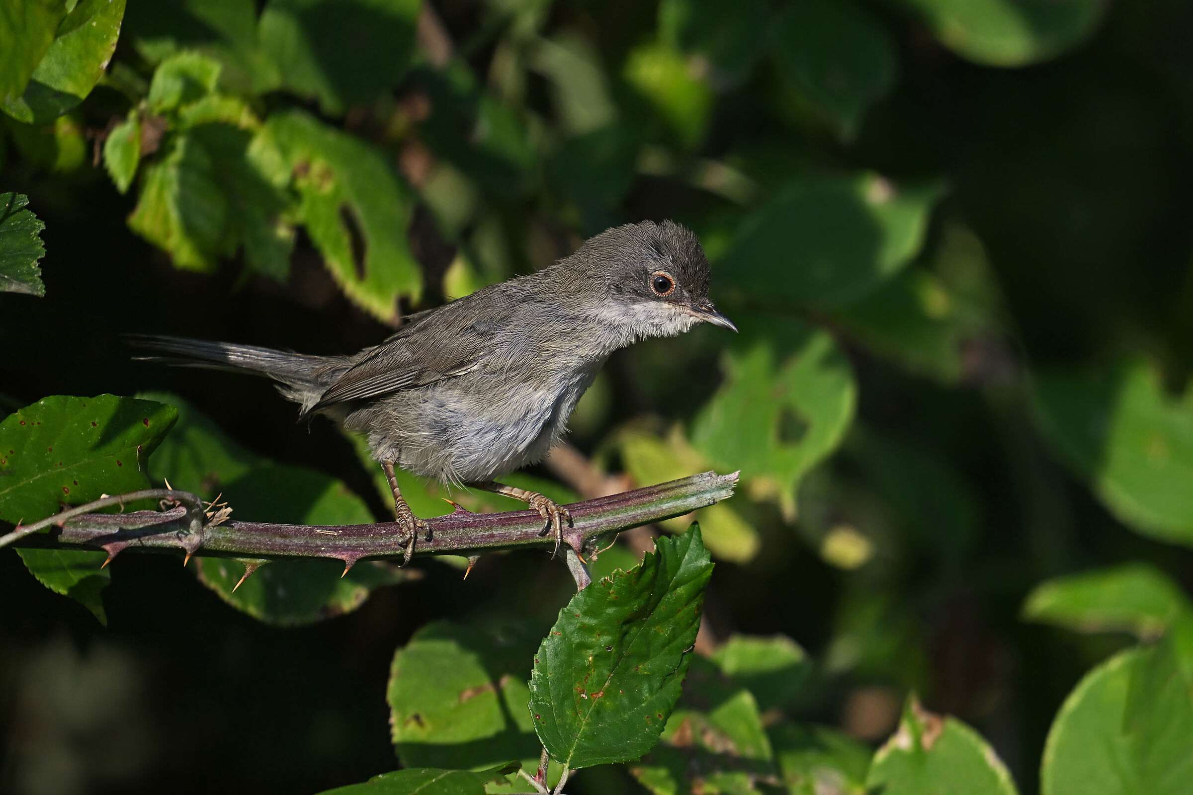 Storie di piume 2  ( Occhiocotto giovane )