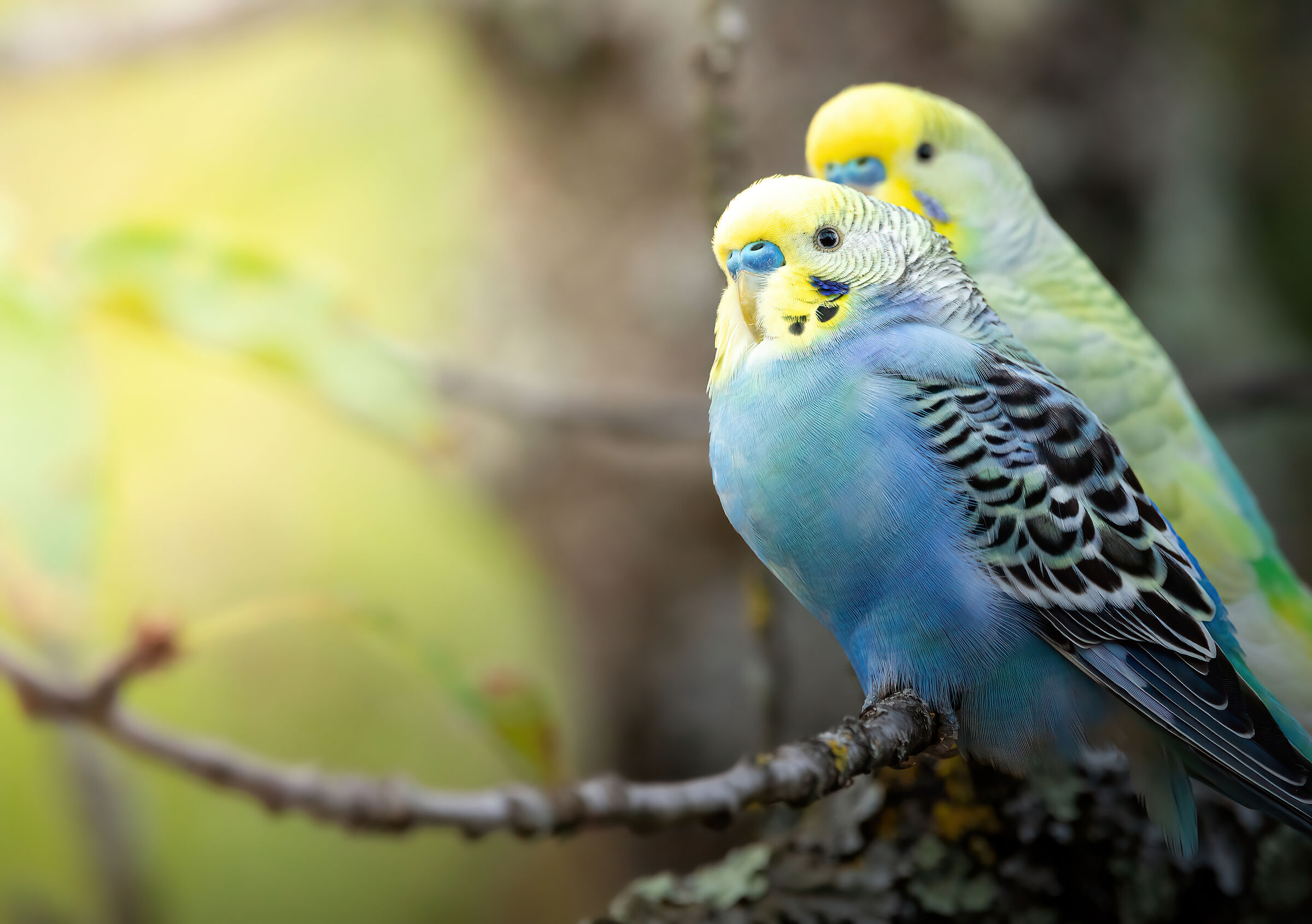 Friends for pens