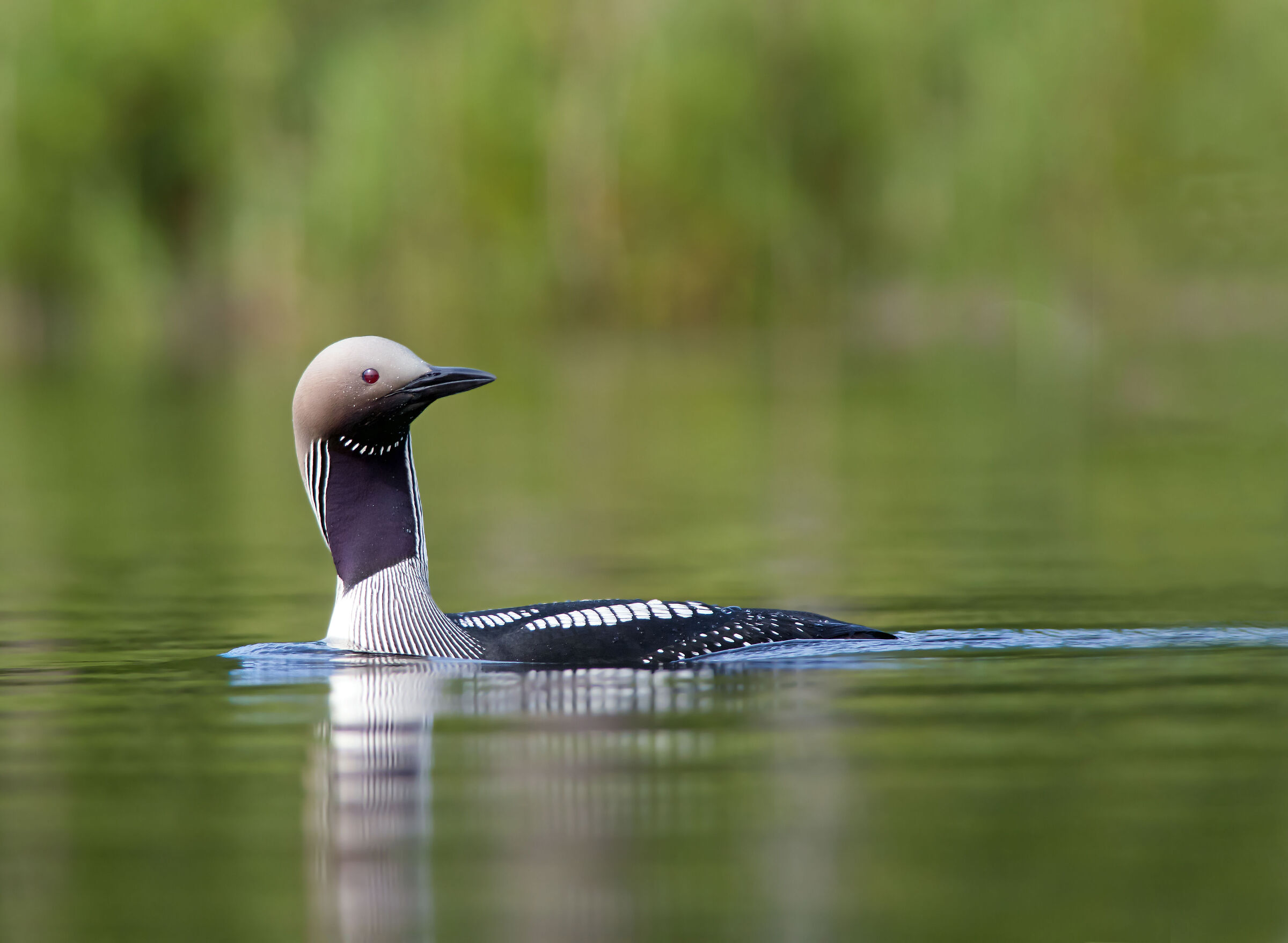Loon dalla gola nera
