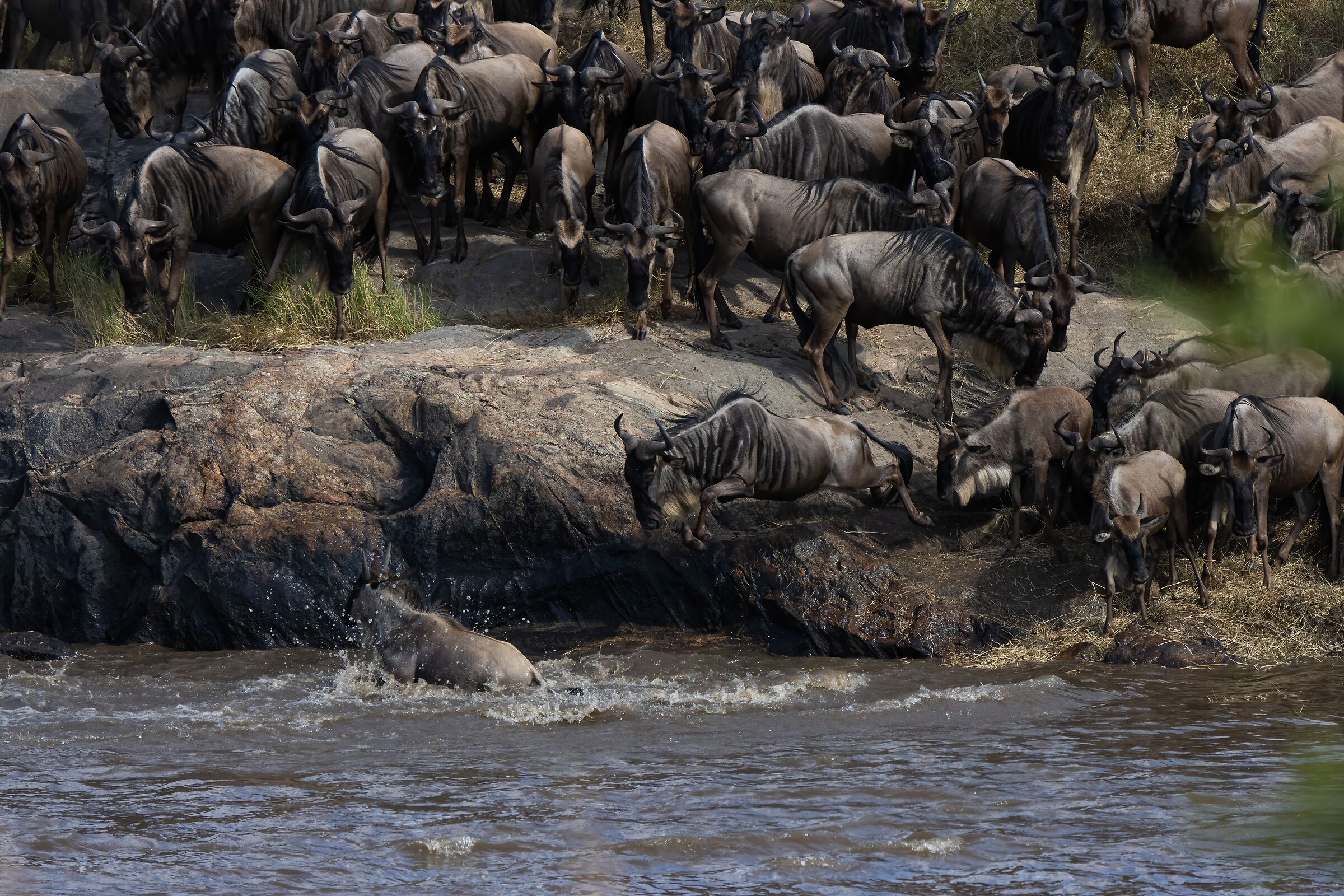 Wildbeest migration