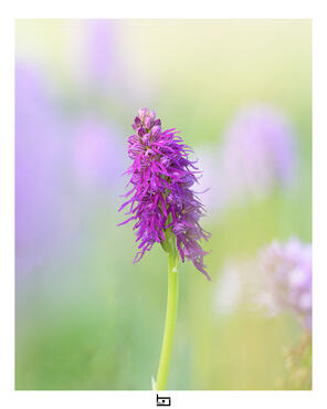 Orchis anthropophora