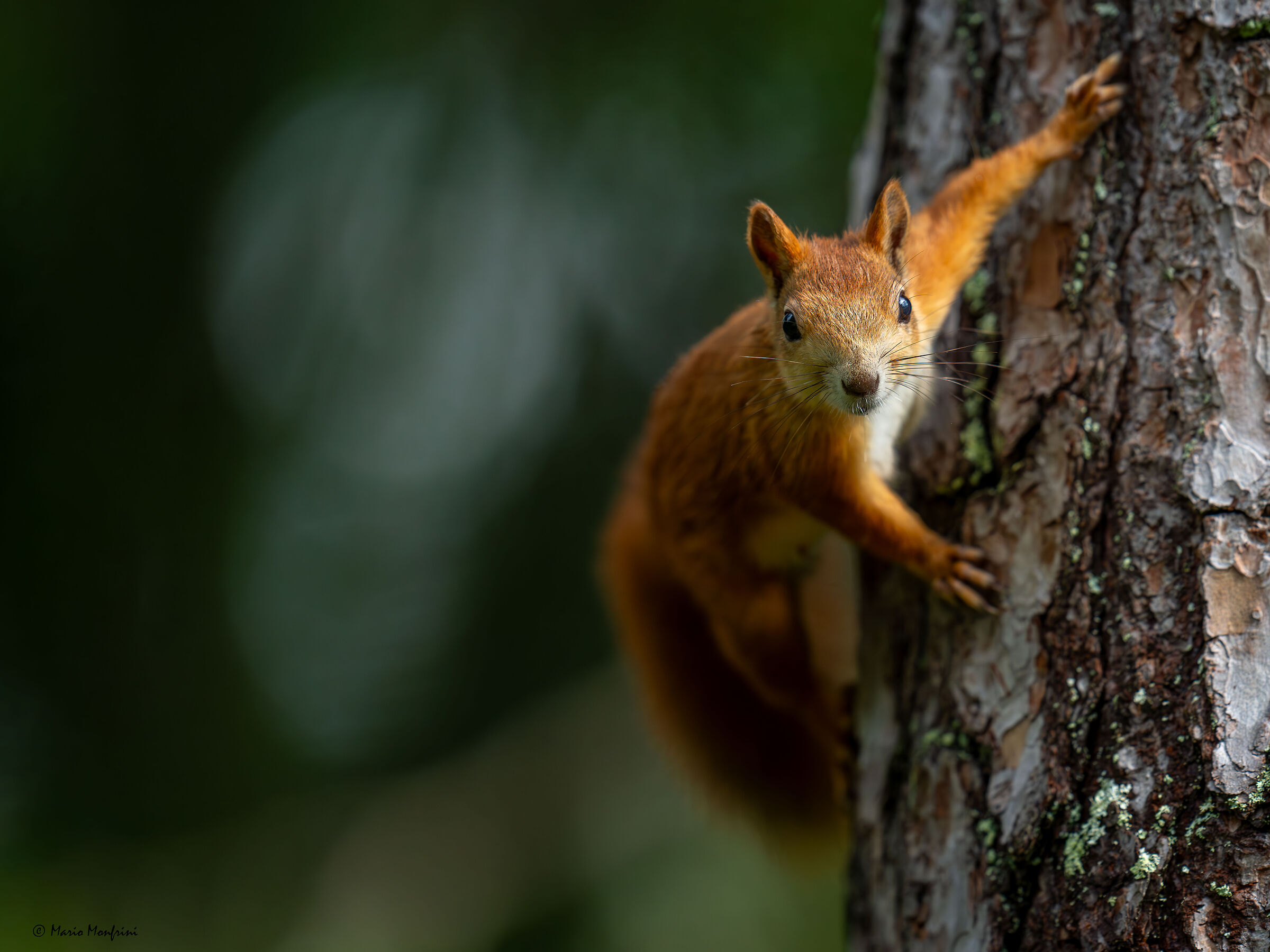 scoiattolo curioso