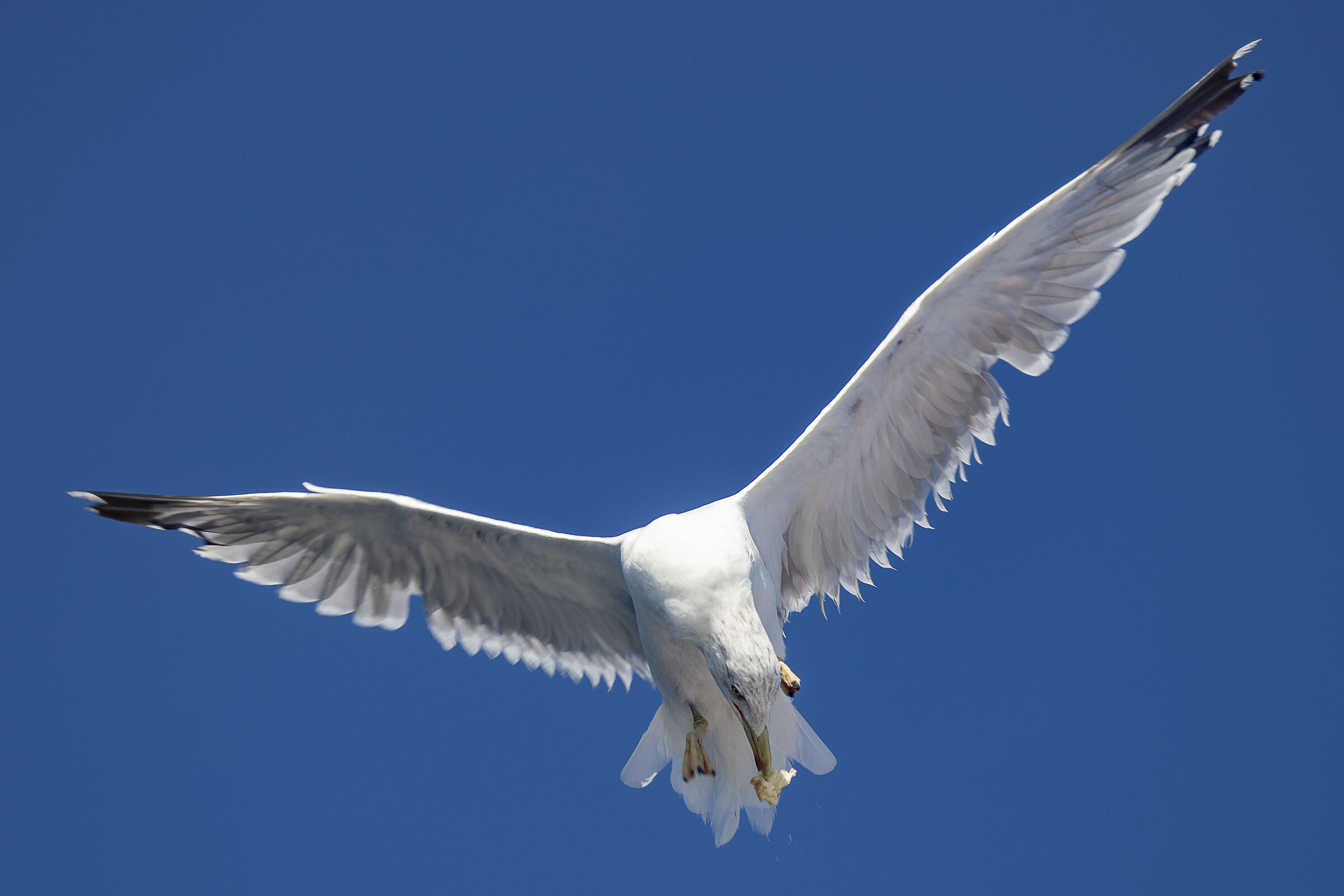 The seagull and the bread