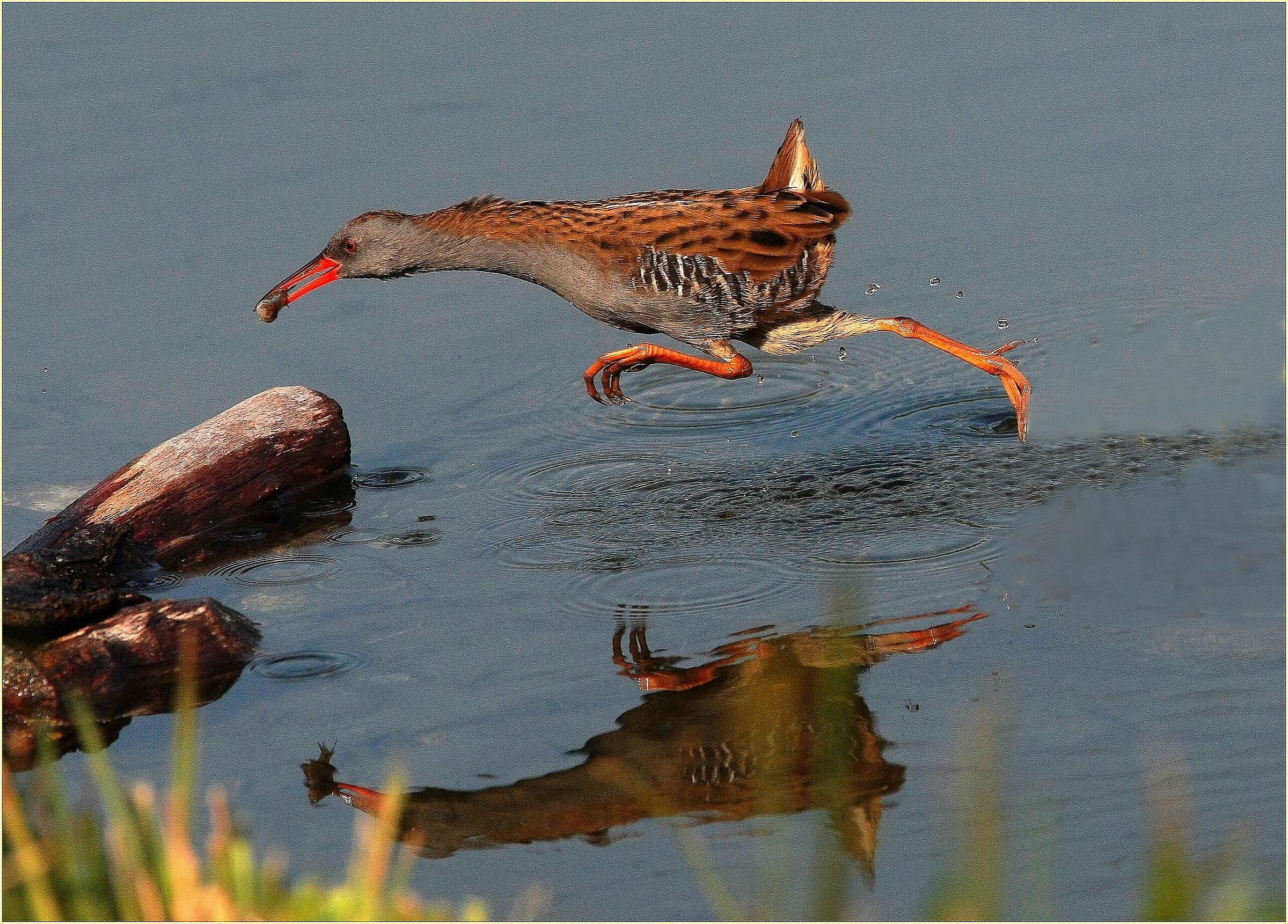 '' Porciglione, returned after long absence '' Ticino