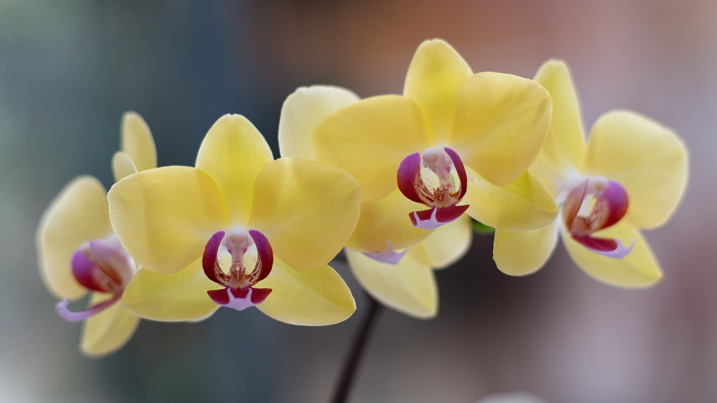 Orchid backlit 1