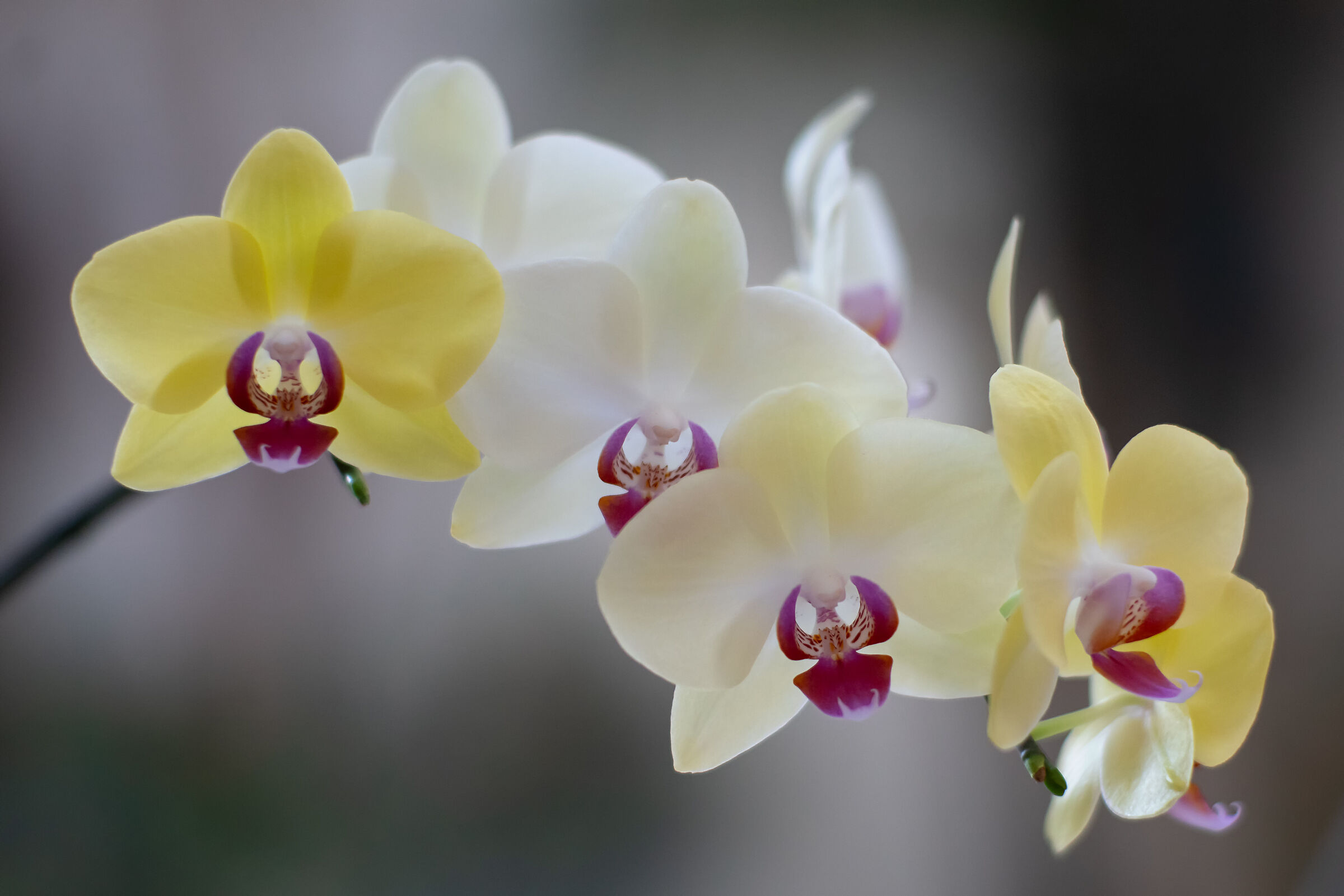 Orchid backlit 3