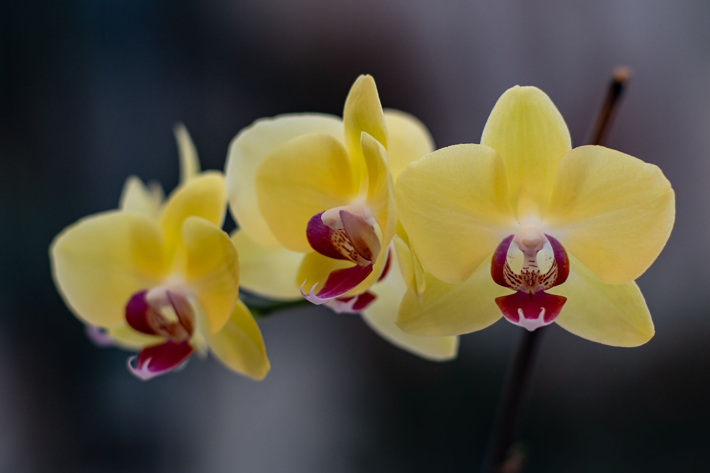 Orchid backlit 3