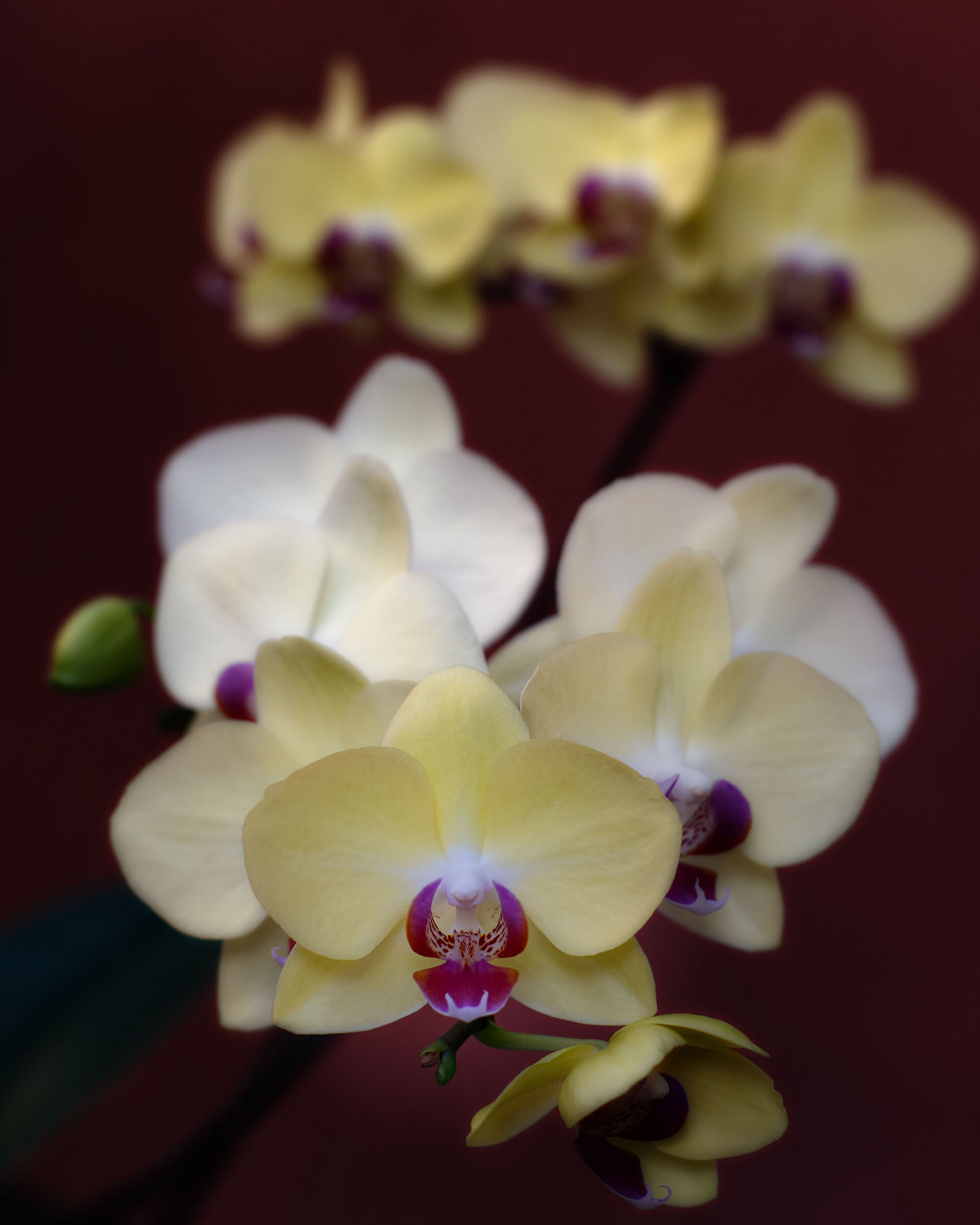 Orchid