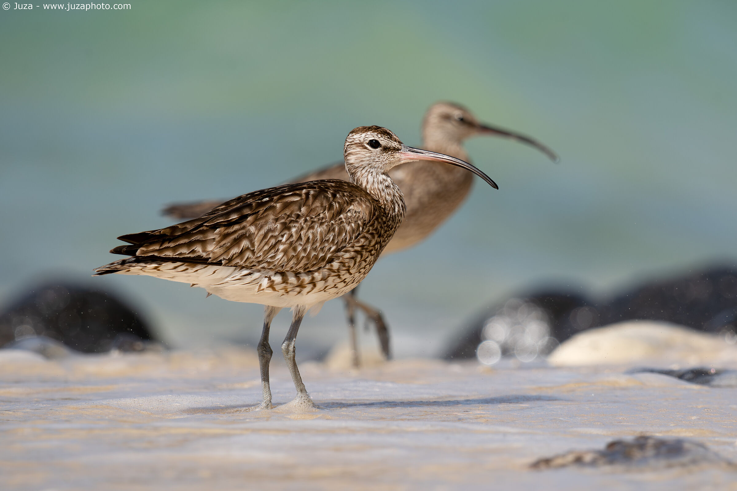 Little Curlew (Numenius phaeopus)