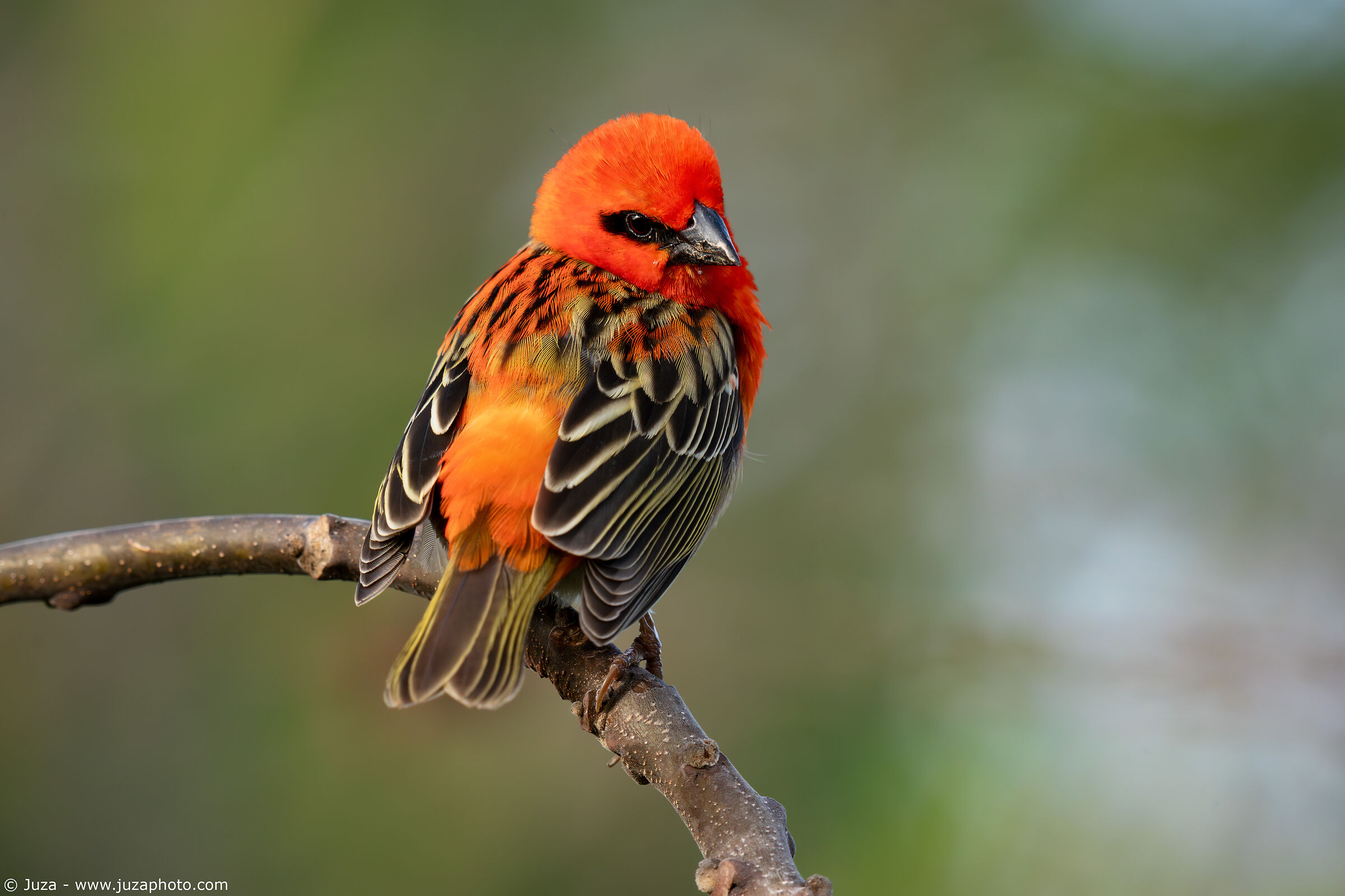 Flaming weaver (Foudia madagascariensis)