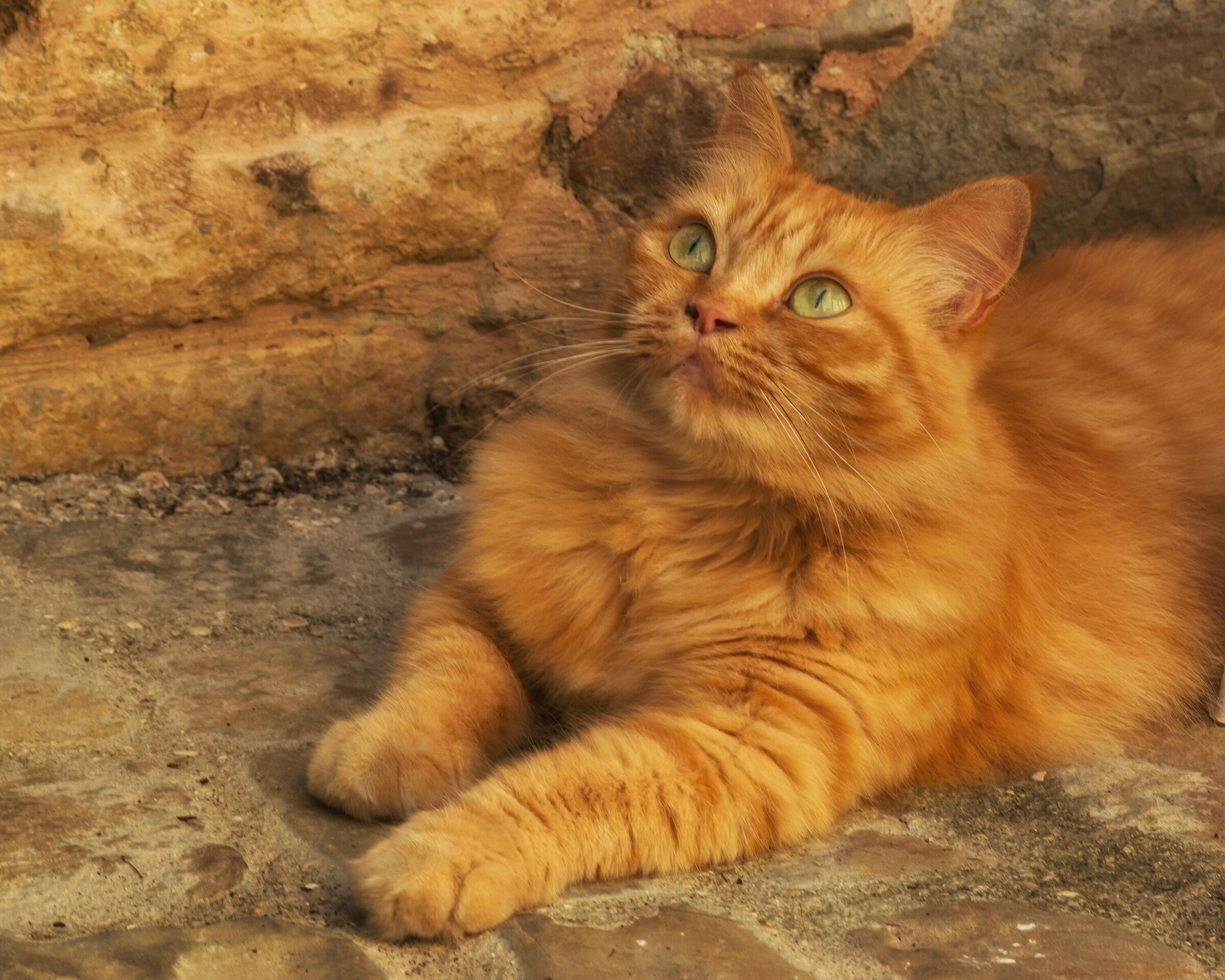 Feline curiosity