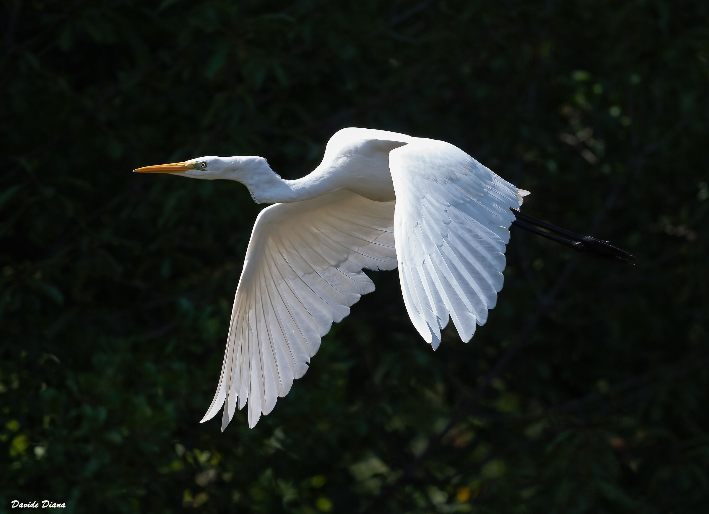 Ardea alba