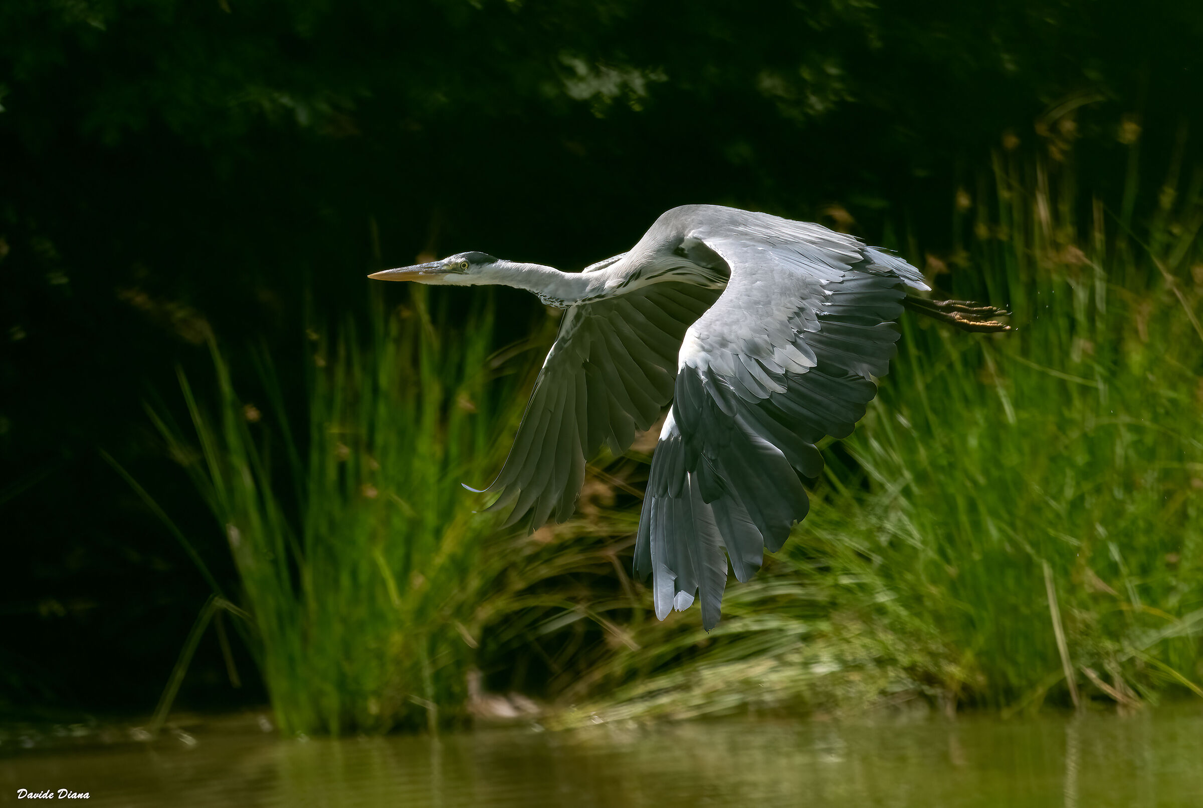 Ardea cinerea