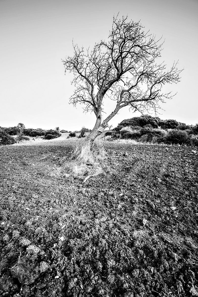 Matta 'e pira (inverno)