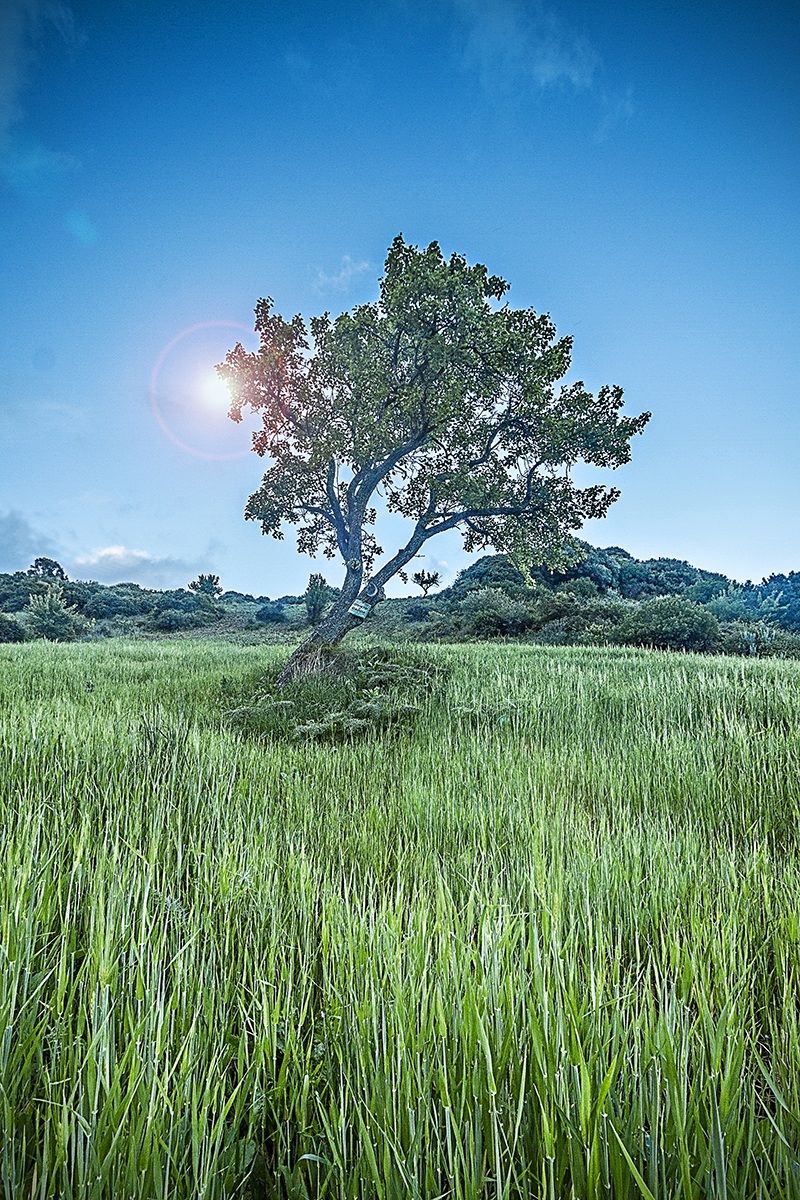 Matta 'e pira (primavera)